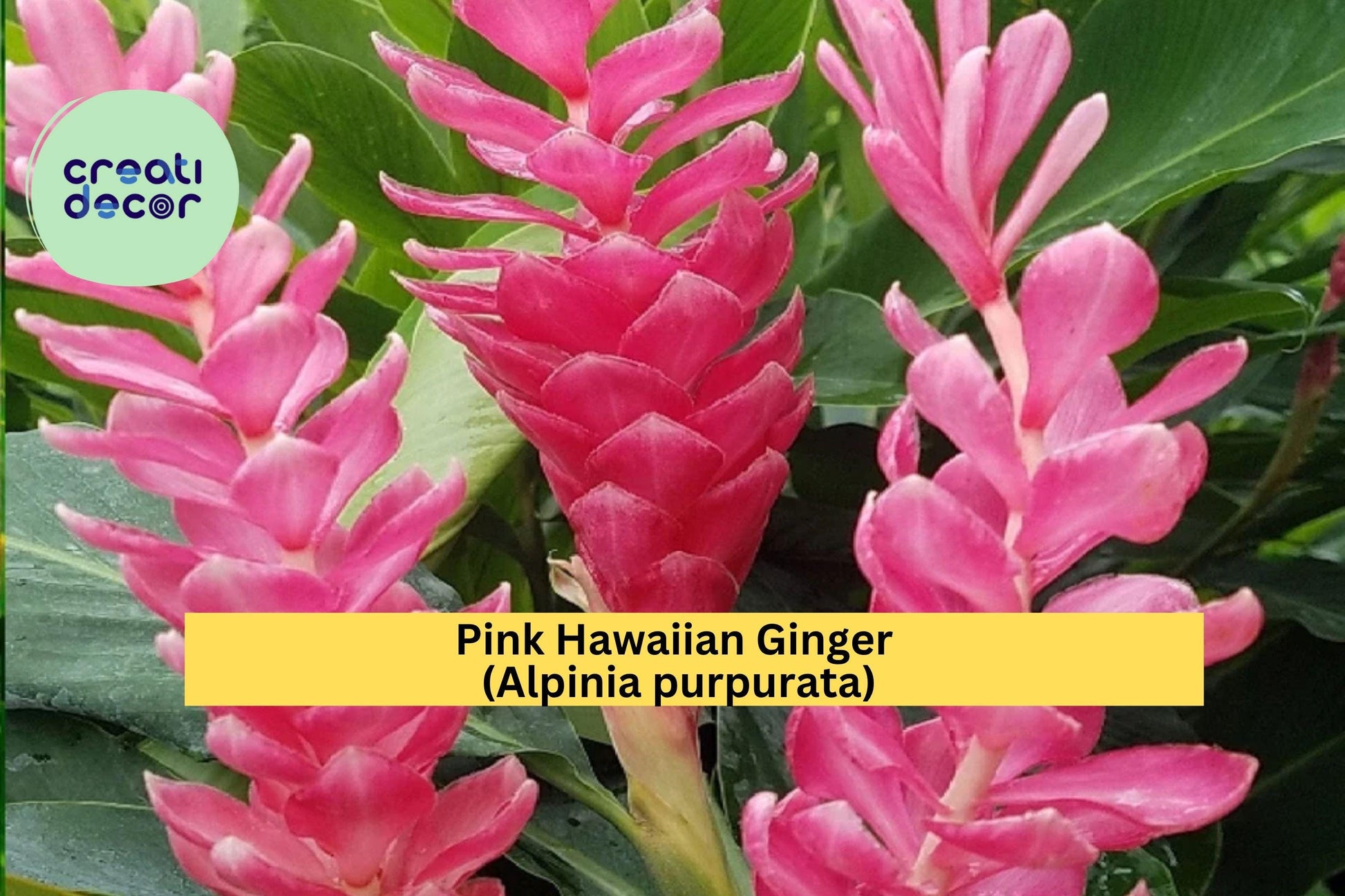 Pink Hawaiian Ginger Roots – Alpinia purpurata Tropical Flowering Plant for Garden, Patio & Containers, Vibrant Pink Bracts