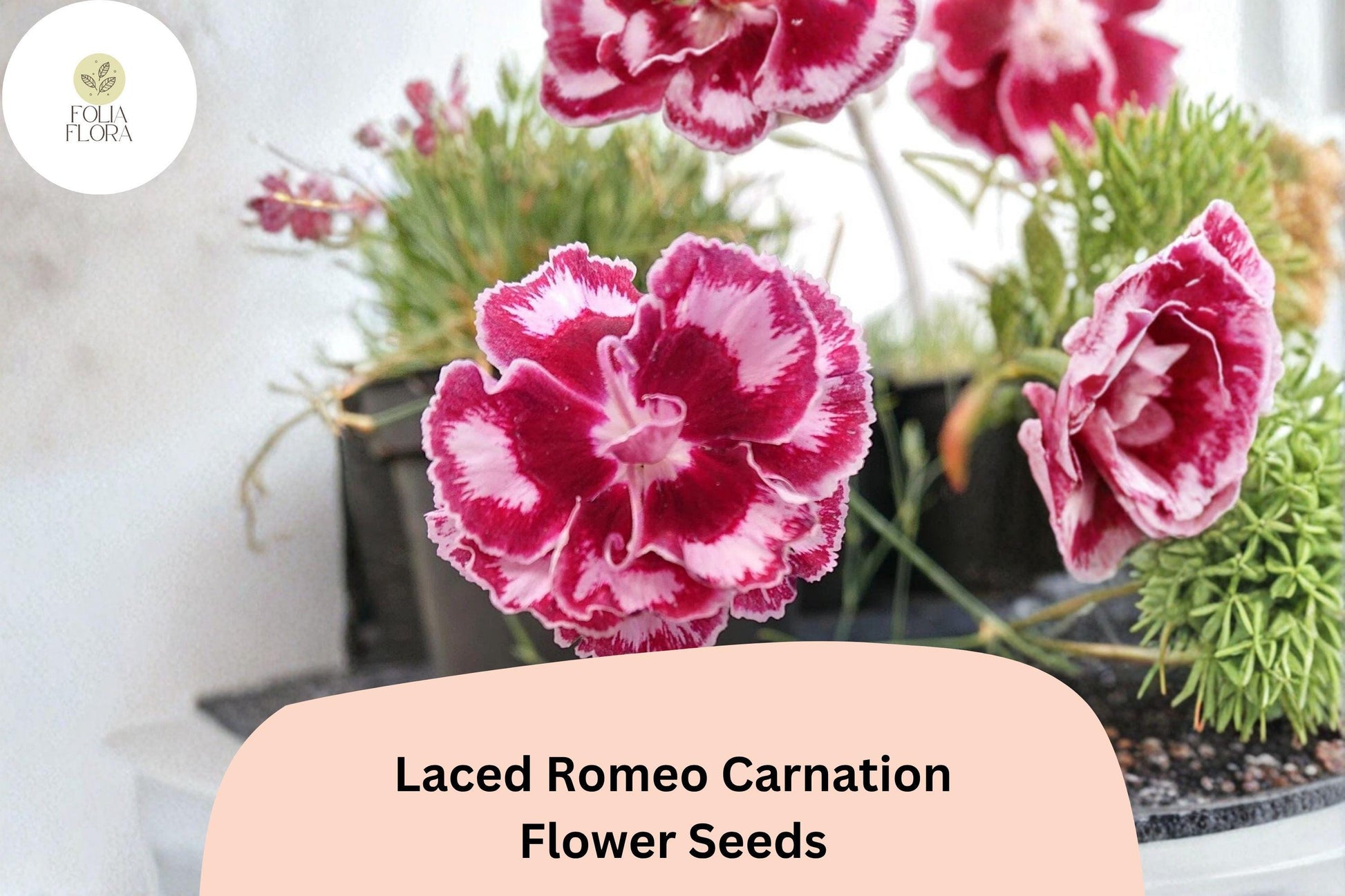 200+ Laced Romeo Carnation Seeds | Dianthus caryophyllus | Frilled Red & White Blooms for Garden Borders & Cut Flowers