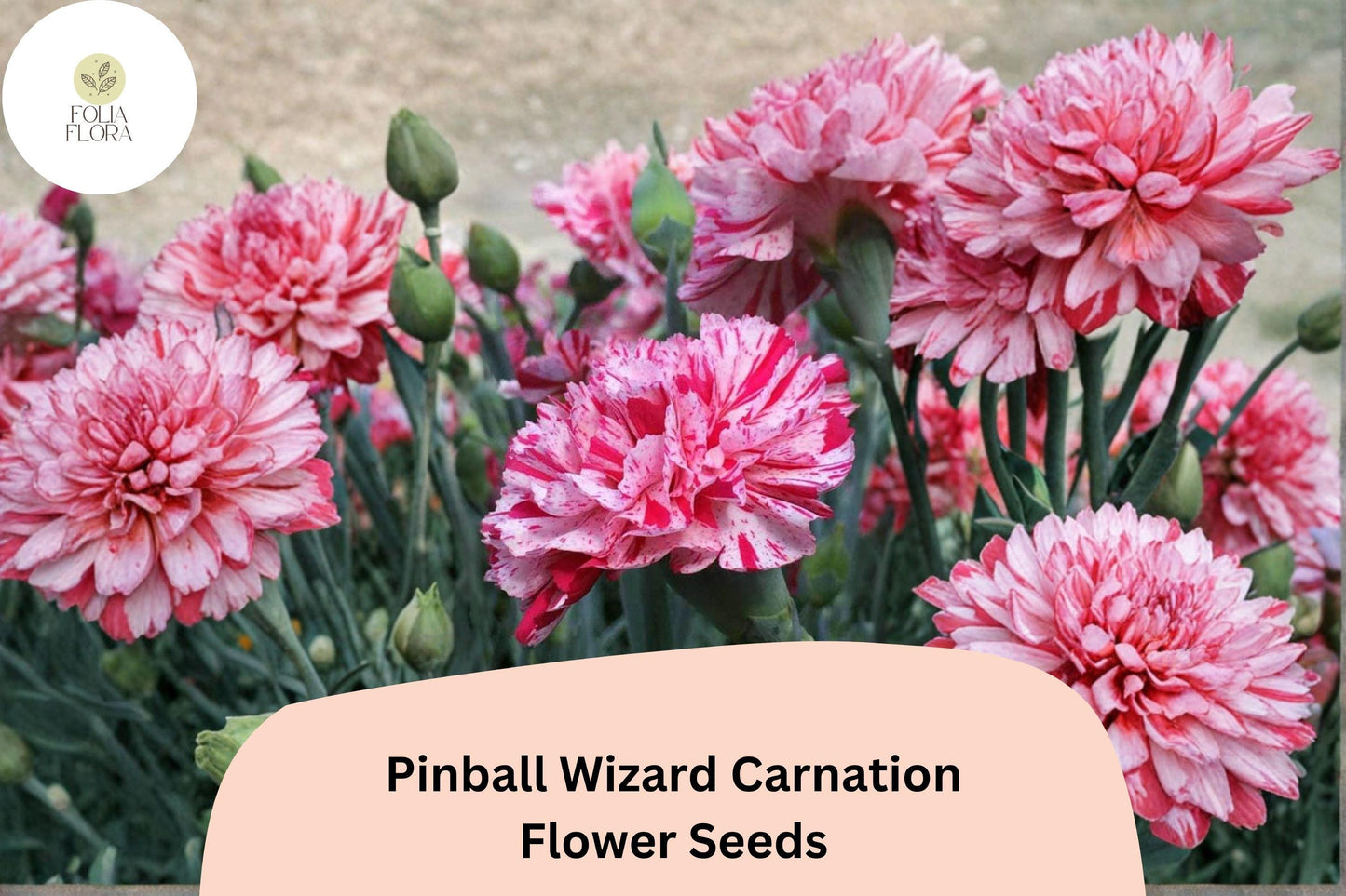 Pinball Wizard Carnation Seeds | Pink & White Bicolor Dianthus caryophyllus for Garden, Borders, Containers