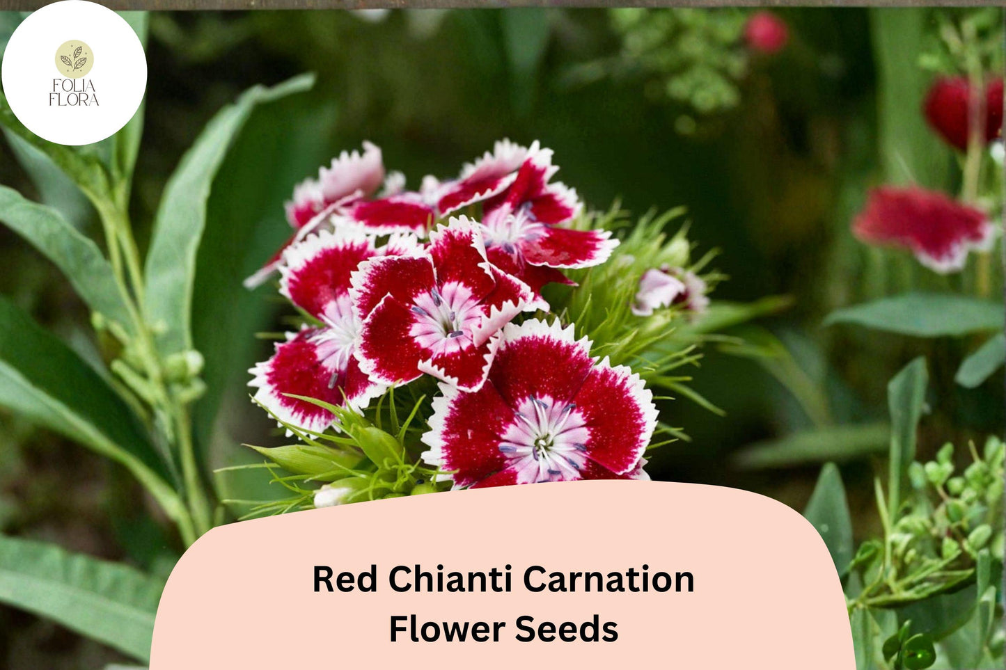 Red Chianti Carnation Seeds – 200+ Dianthus caryophyllus for Garden, Borders, Containers, Cut Flowers, Deep Red Blooms