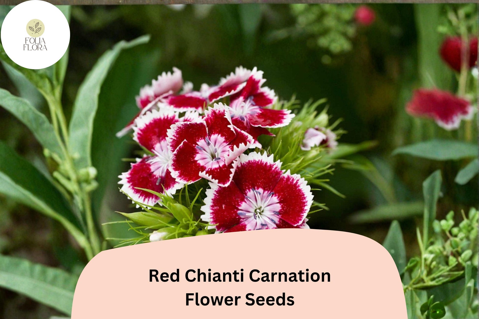 Red Chianti Carnation Seeds – 200+ Dianthus caryophyllus for Garden, Borders, Containers, Cut Flowers, Deep Red Blooms