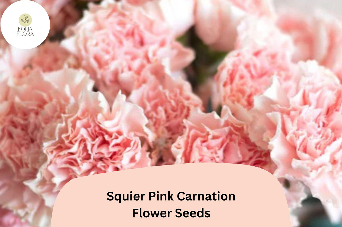 200+ Squier Pink Carnation Seeds | Dianthus caryophyllus Pink Blooms for Garden, Borders, Containers