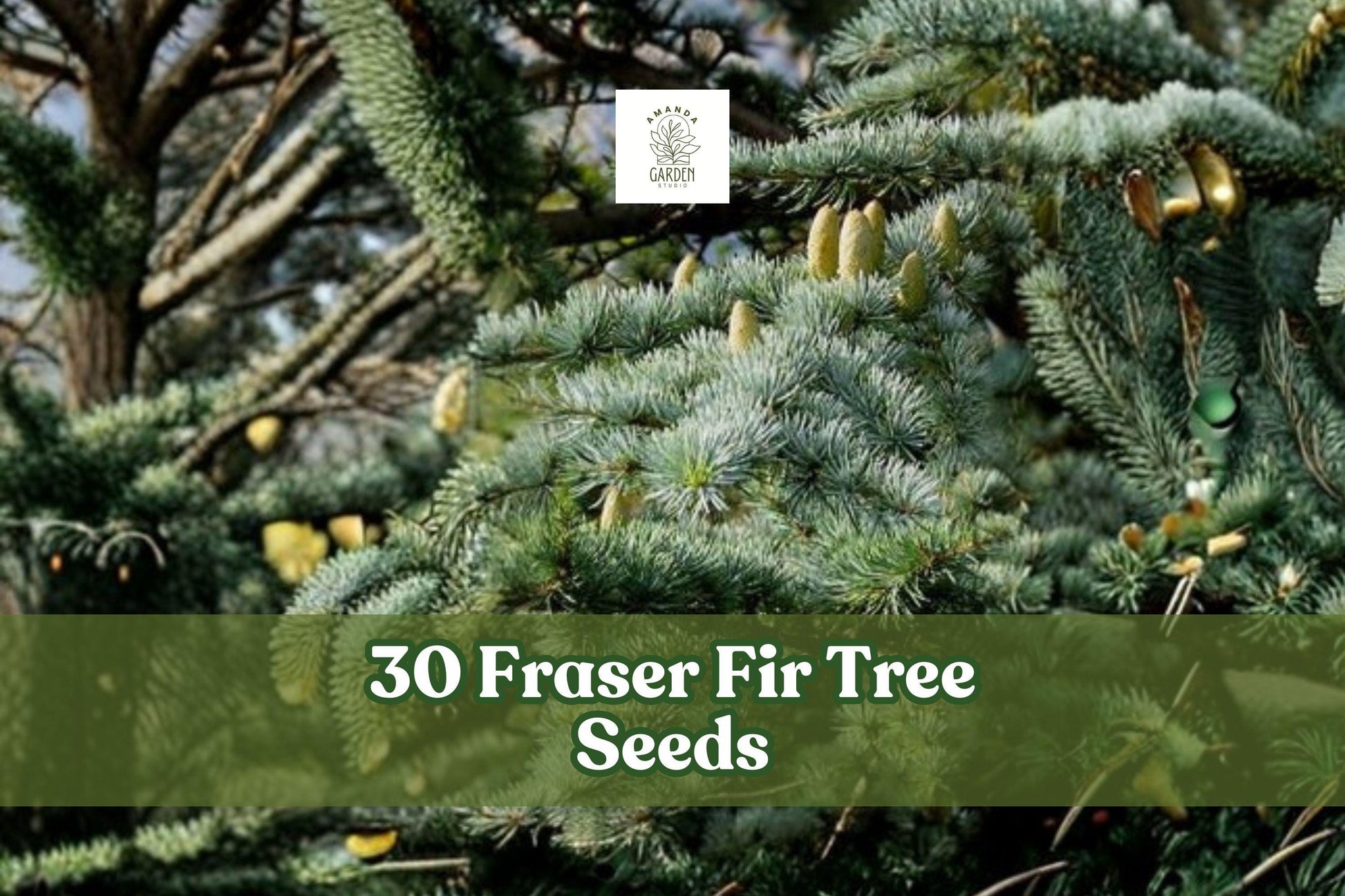 30 Fraser Fir Tree Seeds | Abies fraseri | Evergreen Christmas Tree, Conifer, Fragrant Foliage