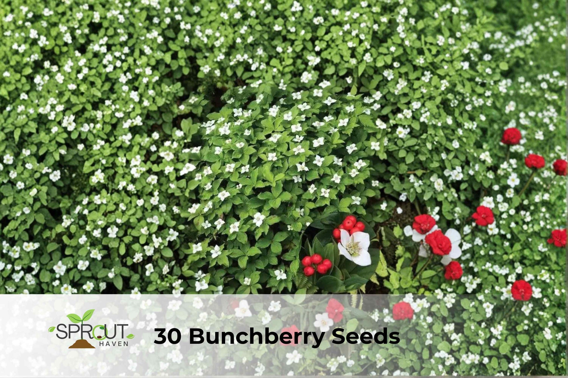 30 Bunchberry Seeds | Cornus canadensis Hardy Perennial Groundcover with White Flowers and Red Berries
