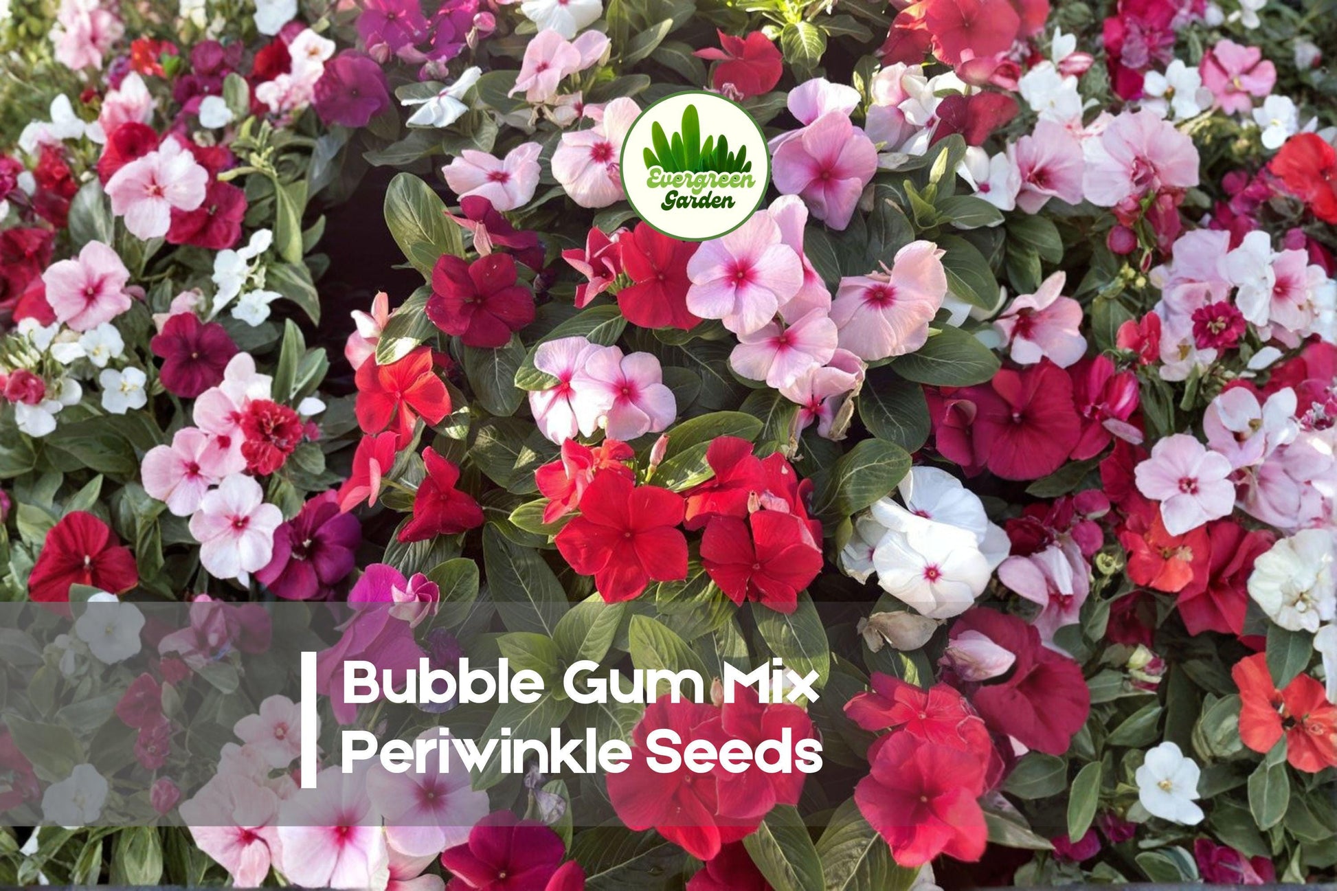 Bubble Gum Mix Periwinkle Seeds, Catharanthus roseus, Vibrant Pink, Rose, Lavender & White Blooms, Heat Tolerant, Drought Resistant