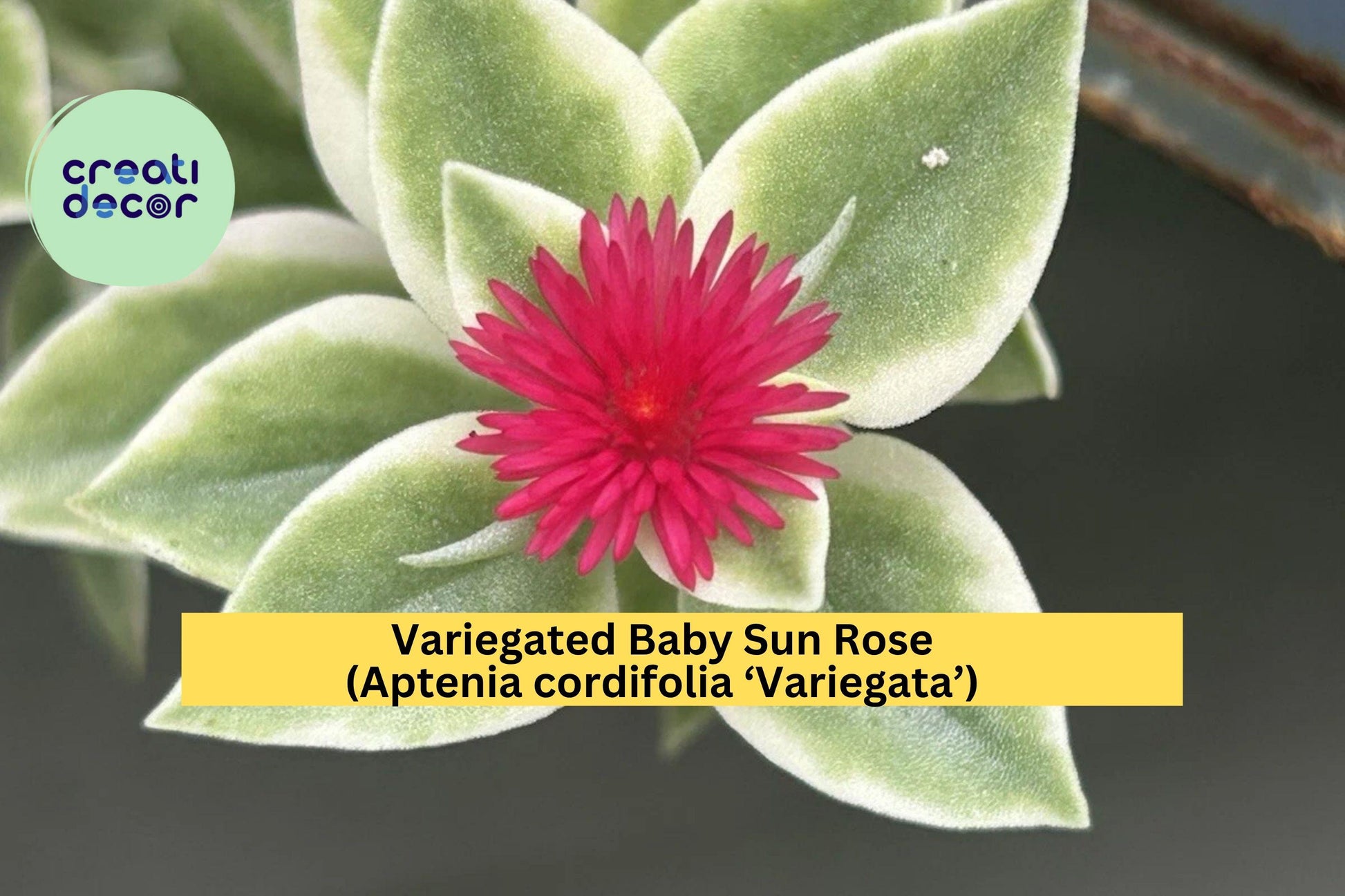 Variegated Baby Sun Rose Succulent Plant 6-inch, Aptenia cordifolia ‘Variegata’, Pink Blooms, Groundcover, Trailing, Drought-Tolerant