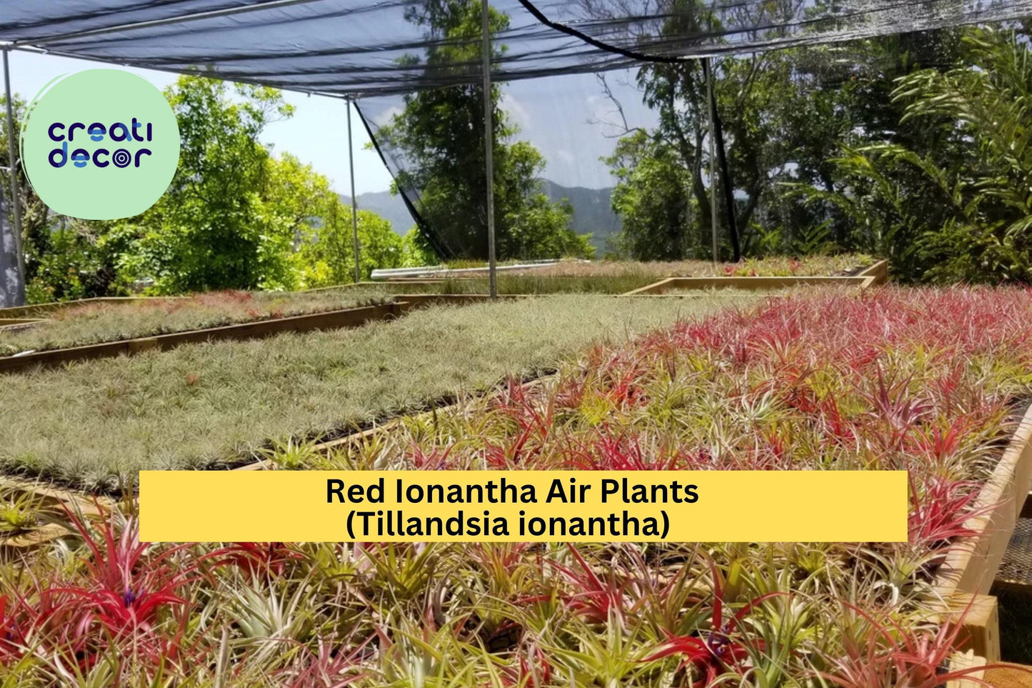 Large Red Ionantha Air Plants 5 Pack | Live Tillandsia ionantha Tropical Epiphyte | Rainforest-Grown, Red Blooming, No Soil Needed
