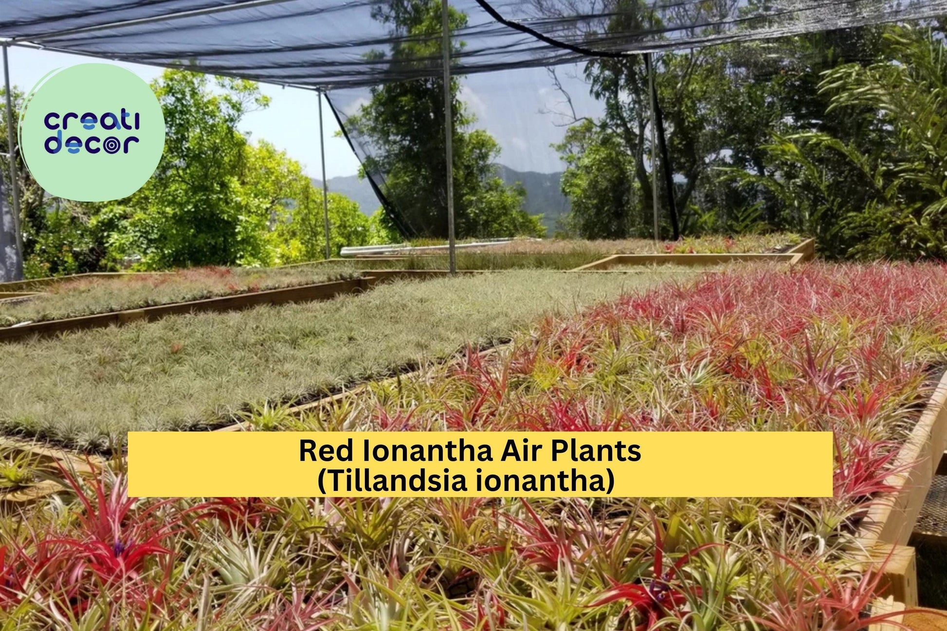 Large Red Ionantha Air Plants 5 Pack | Live Tillandsia ionantha Tropical Epiphyte | Rainforest-Grown, Red Blooming, No Soil Needed