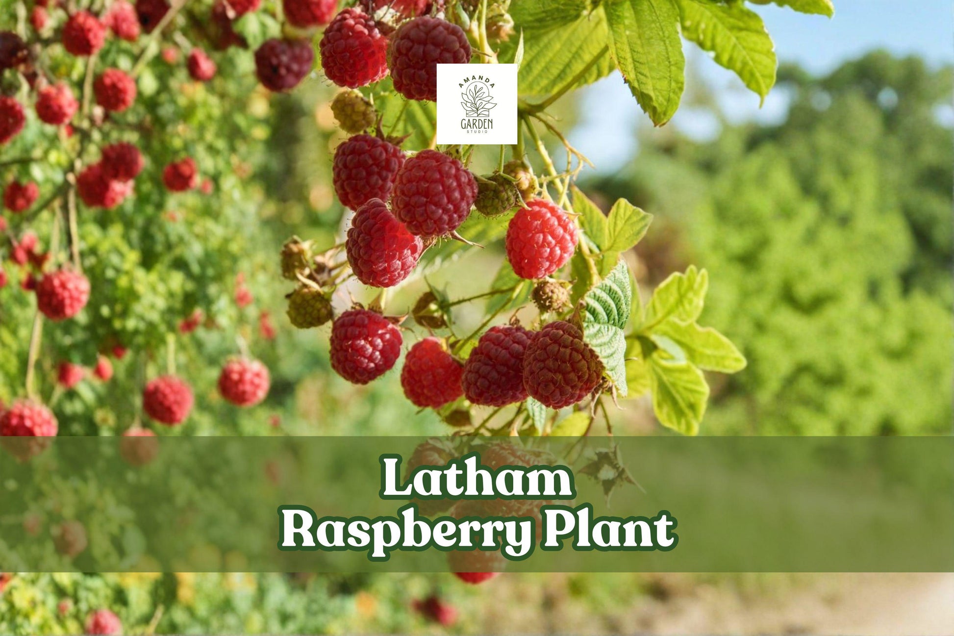 Live Raspberry Plant - Latham Red Raspberry (Rubus idaeus ‘Latham’) - Hardy, Fruit-bearing Shrub for Garden or Container