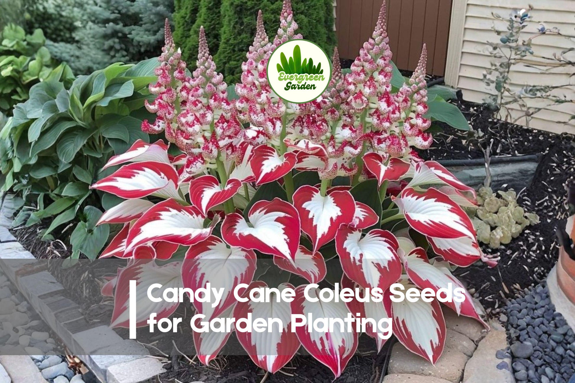 Candy Cane Coleus Seeds - Red & Green Variegated Foliage, 25+ Solenostemon scutellarioides, Shade-Loving, Indoor & Outdoor Gardening