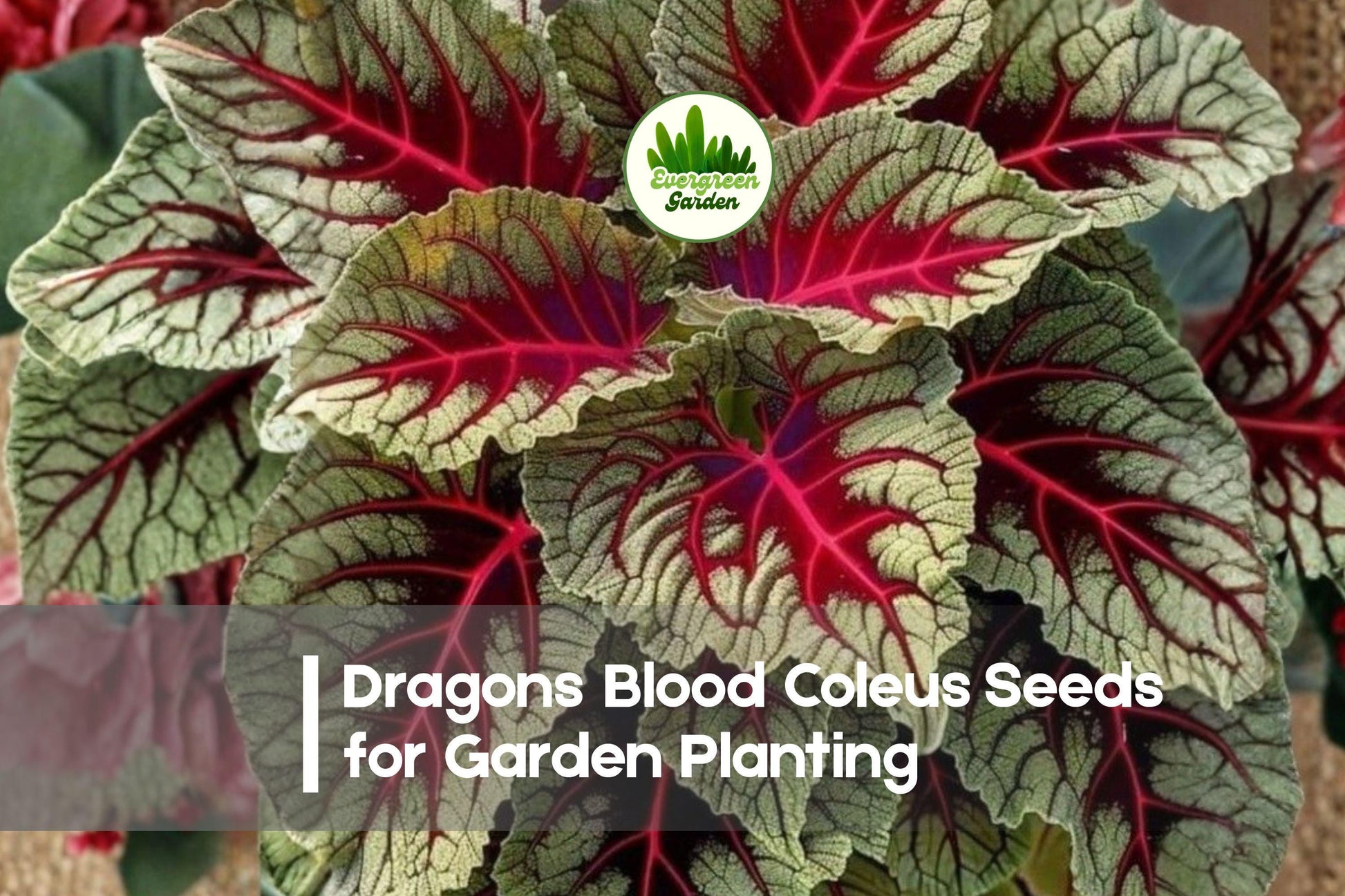 25+ Dragon’s Blood Coleus Seeds – Solenostemon scutellarioides, Red & Green Variegated Foliage, Shade-Tolerant, Easy to Grow