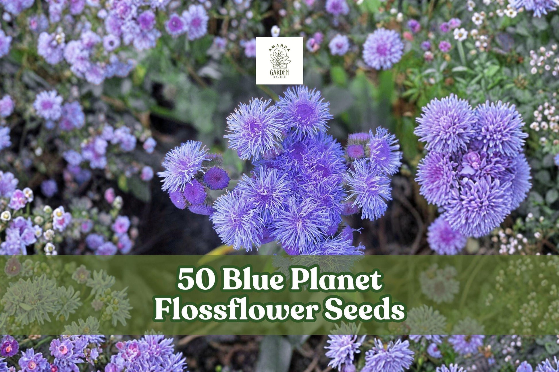 Blue Planet Flossflower Seeds - Ageratum houstonianum, Blue Fluffy Blooms, Compact Annual for Borders & Containers, 50 Seeds