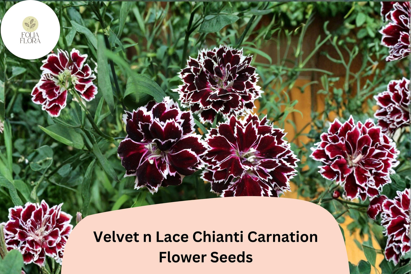 Velvet n Lace Chianti Carnation Seeds – Red & White Bicolor Dianthus caryophyllus for Garden Borders & Cut Flowers