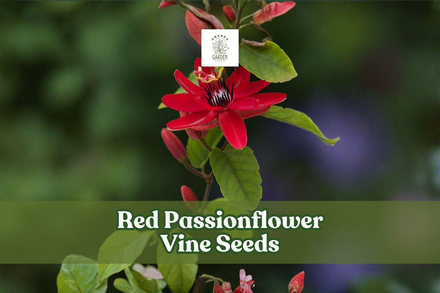 Red Passionflower Vine Seeds, Passiflora princeps, Tropical Climbing Plant, Ornamental Flowering Vine, Non-GMO, 10 Seeds