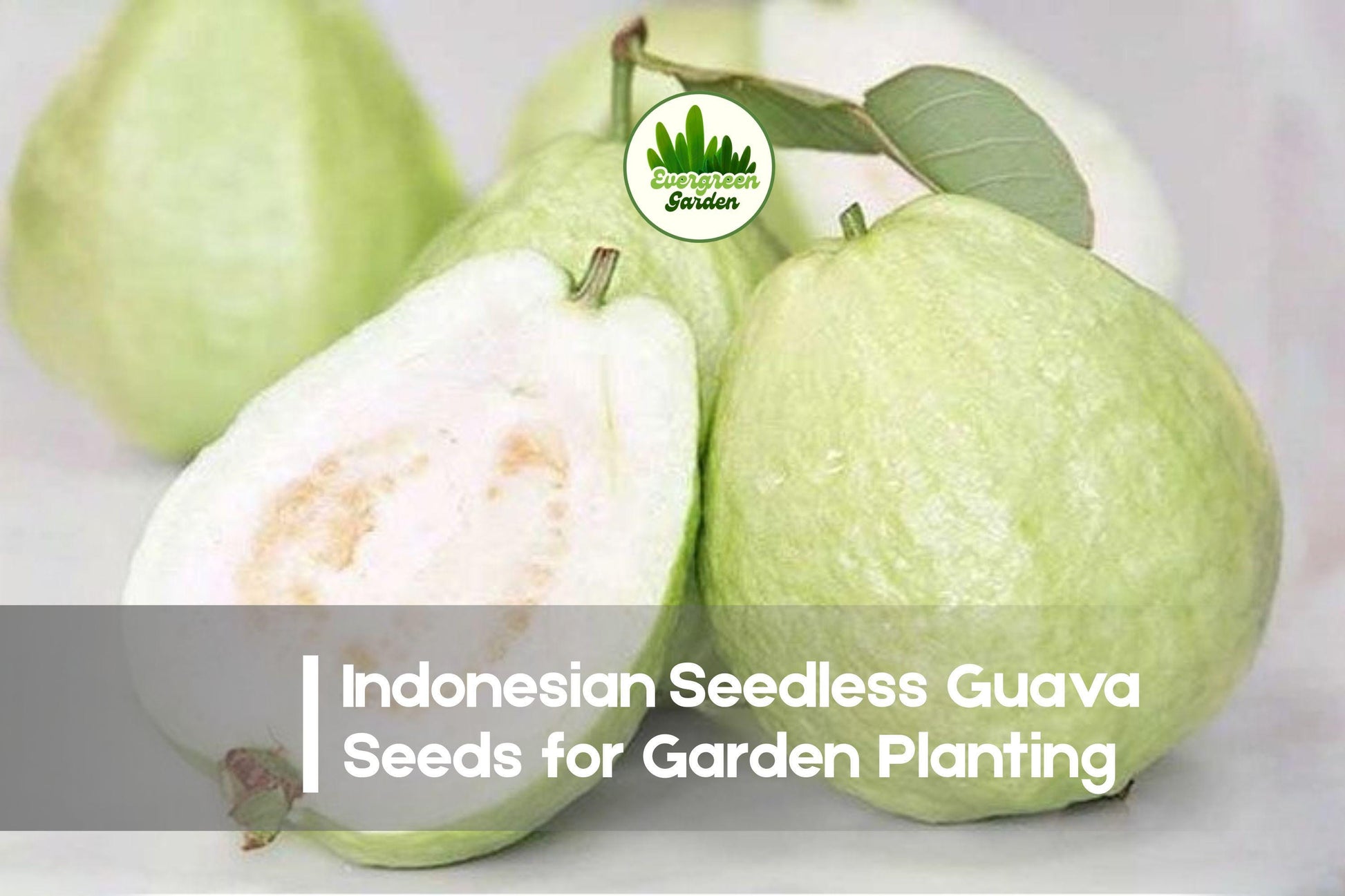 50+ Indonesian Seedless Guava Seeds – Tropical Fruit Tree, Seedless, Sweet, Psidium guajava