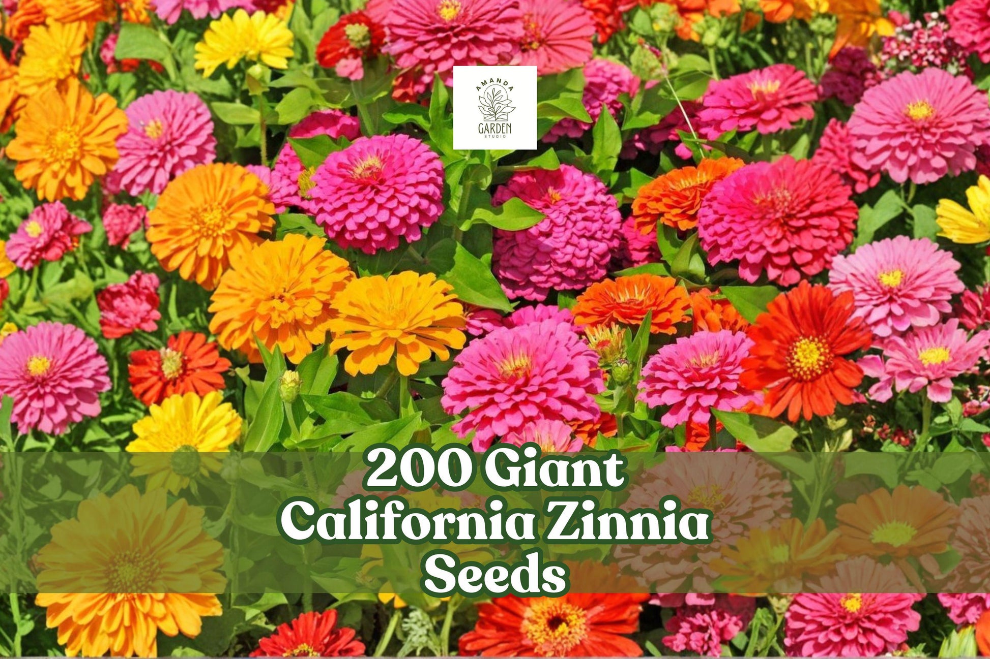 200 Giant California Zinnia Seeds | Zinnia elegans | Large Flowering Annual for Gardens & Bouquets