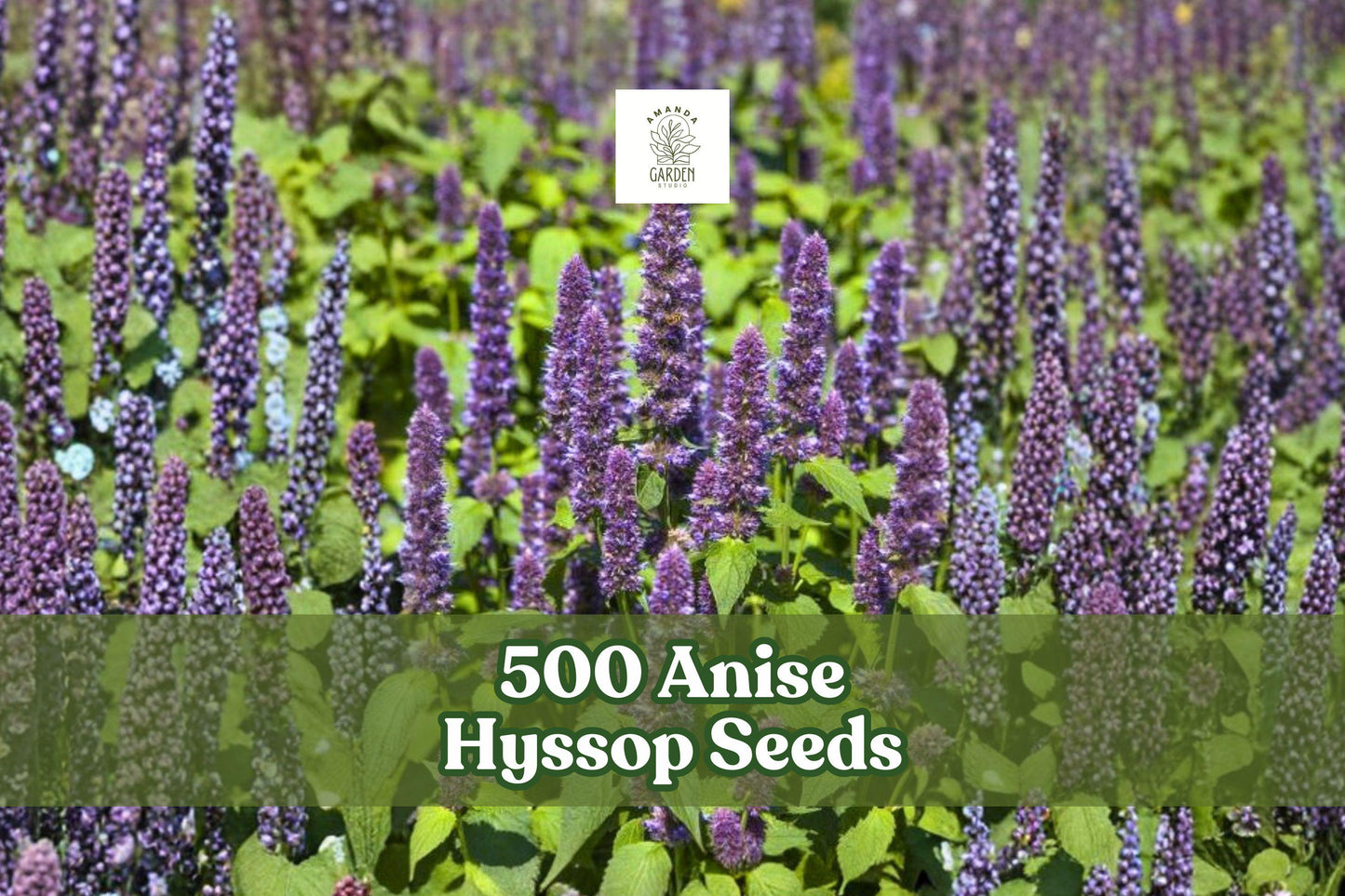 500 Anise Hyssop Seeds | Agastache foeniculum | Fragrant Pollinator Wildflower for Gardens, Borders & Herb Patches