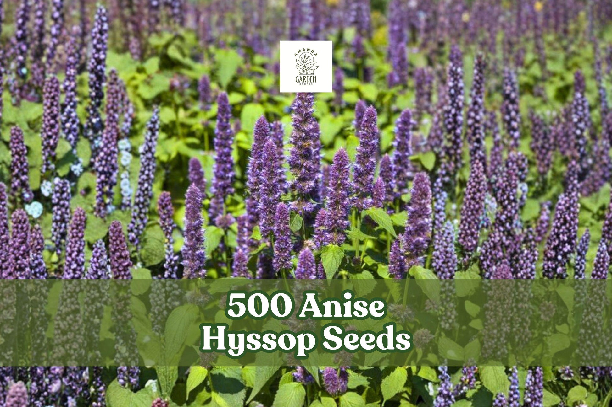 500 Anise Hyssop Seeds | Agastache foeniculum | Fragrant Pollinator Wildflower for Gardens, Borders & Herb Patches