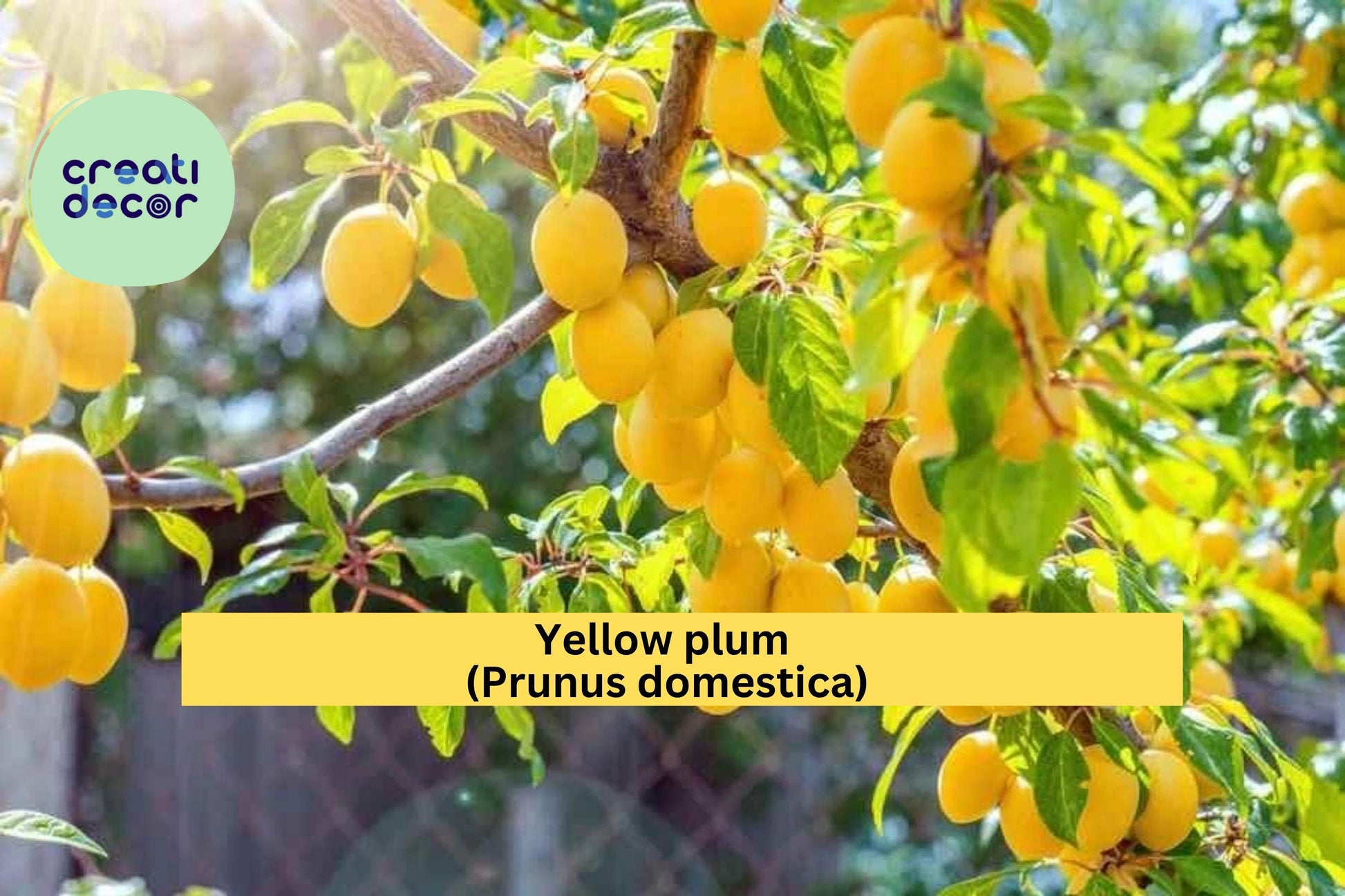 Yellow Plum Tree – Live Rooted Fruit Tree, 2 ft Tall, Hardy Prunus domestica, Sweet Golden Yellow Fruit, Zones 5–9