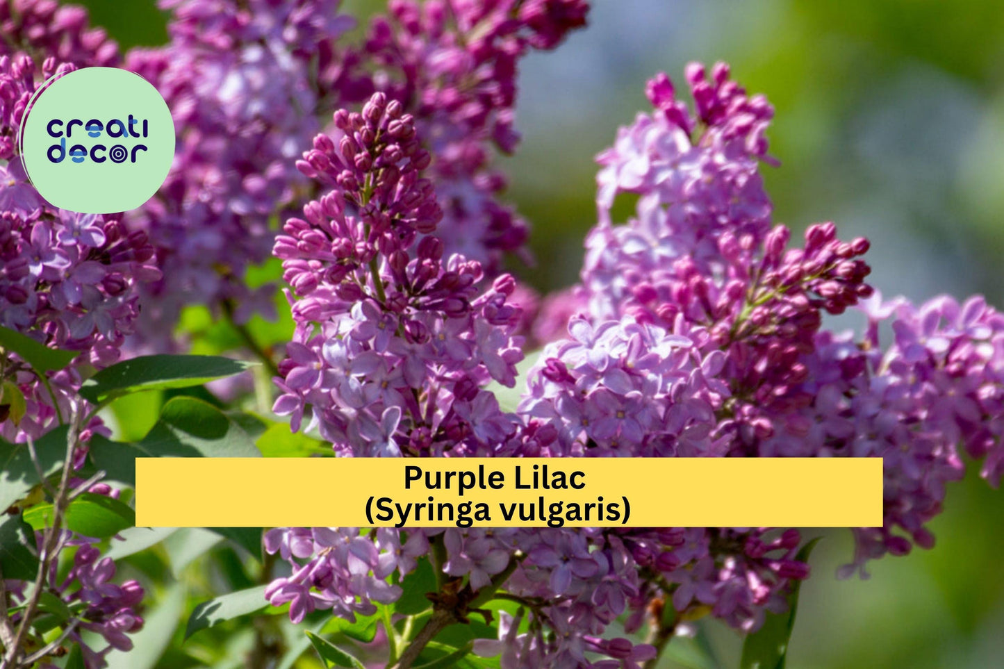 Purple Lilac Bush Bare Root Plants – Syringa vulgaris Fragrant Spring Flowering Shrubs, Hardy Zones 3–8