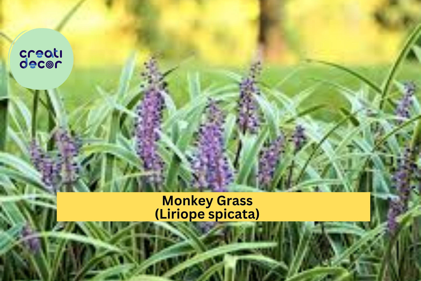 50 Bare Root Liriope spicata ‘Big Blue’ Ground Cover Plants – Evergreen, Drought-Tolerant, Violet Flowers, Border, Erosion Control
