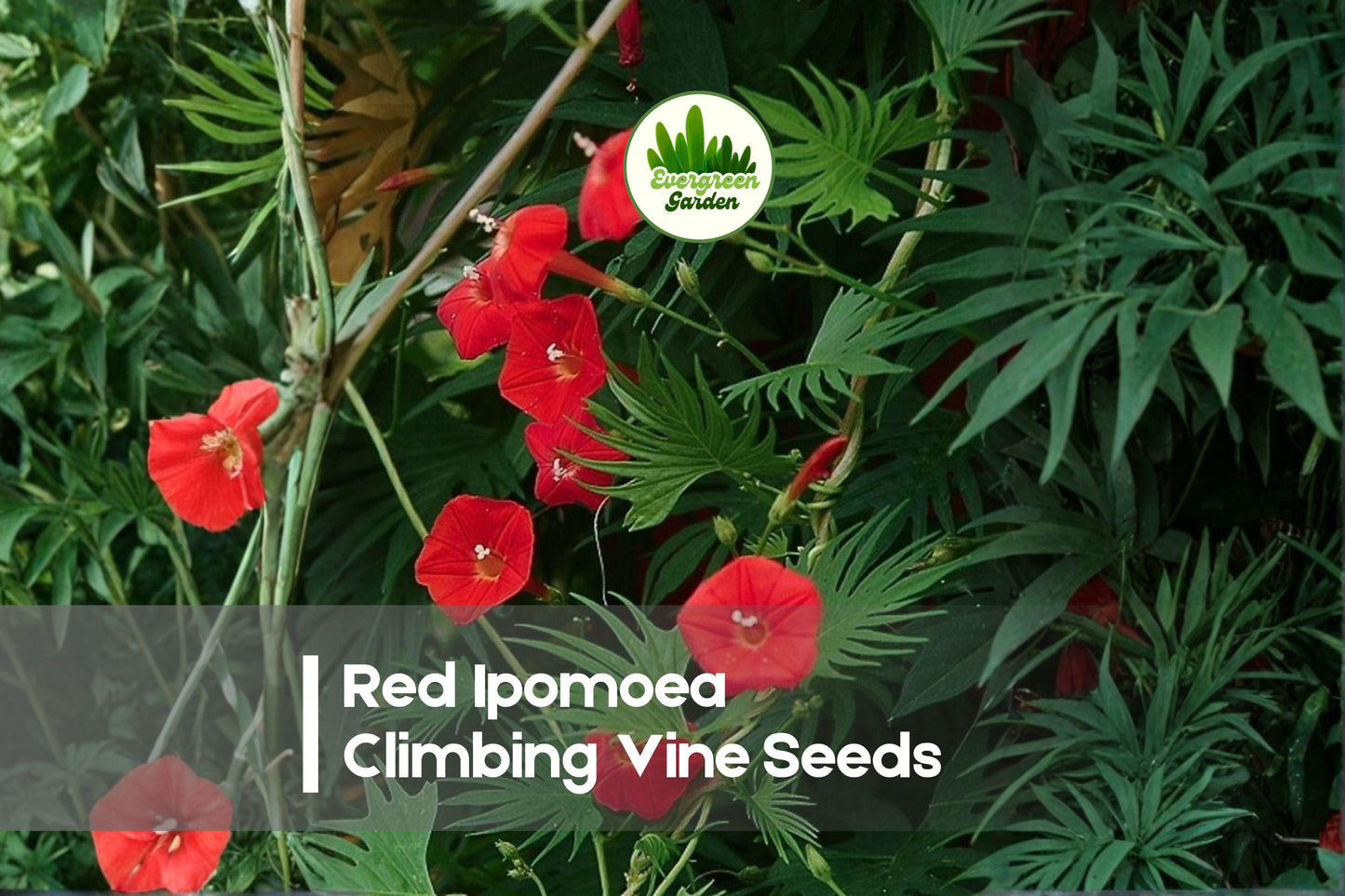 Red Ipomoea Climbing Vine Seeds - Bright Red Flowers, Fast-Growing Annual, Trellises & Fences, Ipomoea spp.