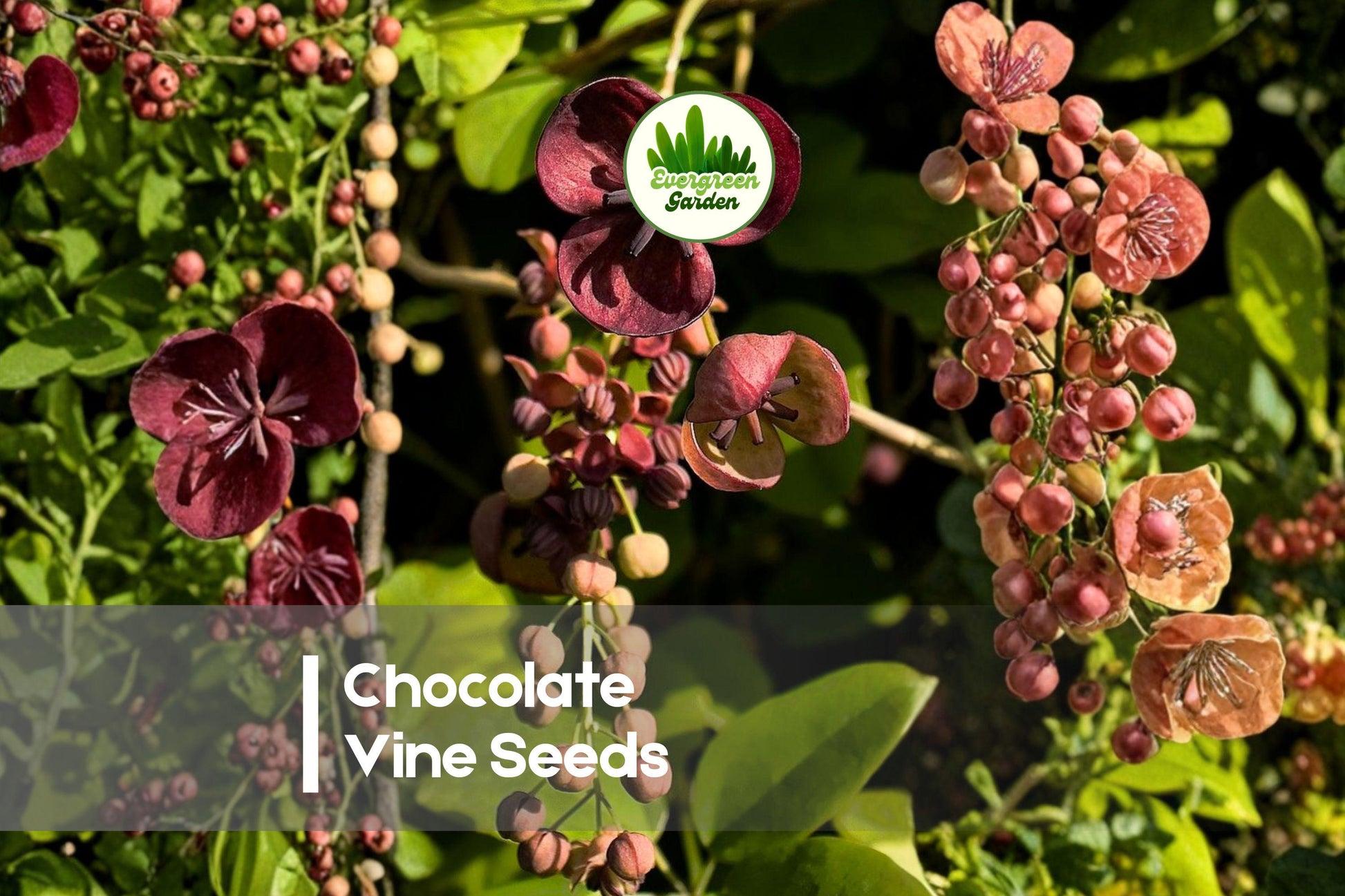 Chocolate Vine Seeds - Akebia quinata Climbing Vine with Fragrant Purple-Brown Flowers and Five-Leaf Foliage