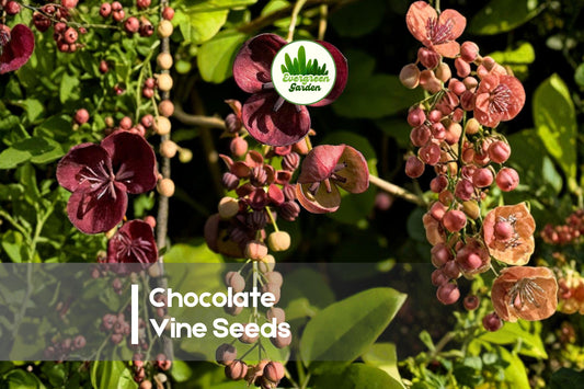 Chocolate Vine Seeds - Akebia quinata Climbing Vine with Fragrant Purple-Brown Flowers and Five-Leaf Foliage