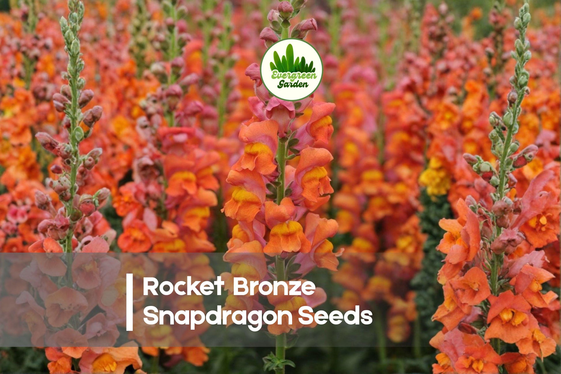 1000+ Rocket Bronze Snapdragon Seeds | Antirrhinum majus | Tall, Bronze-Orange Flowers | Garden, Borders, Cut Flowers