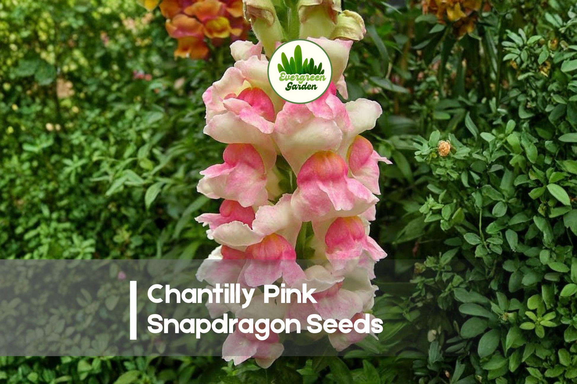 1000+ Chantilly Pink Snapdragon Seeds, Soft Pink Fragrant Blooms, Annual Flower, Antirrhinum majus