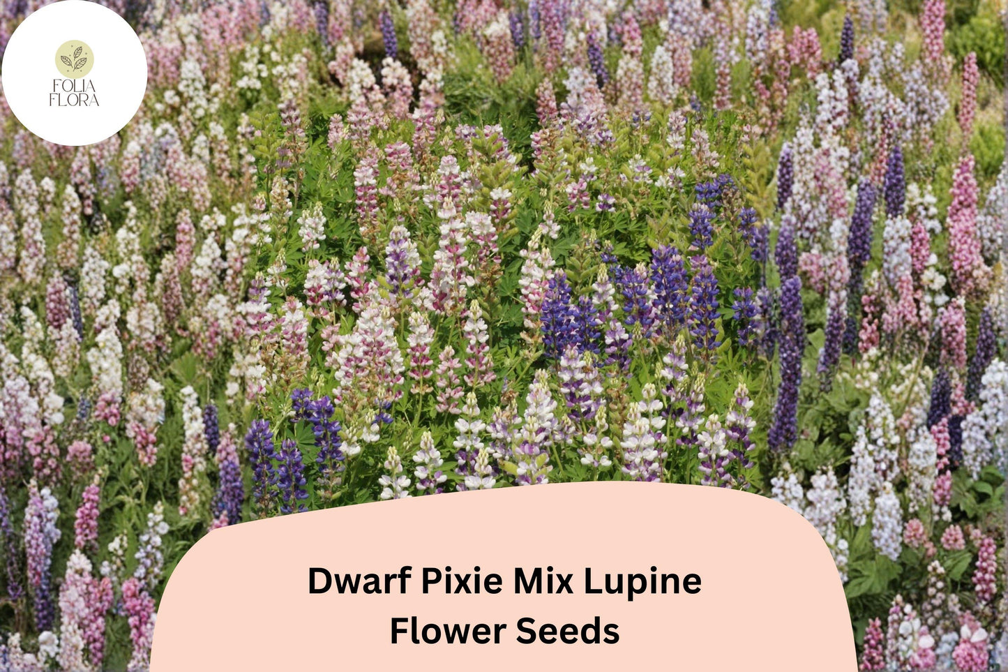 Dwarf Pixie Mix Lupine Seeds | Compact Annual Lupinus nanus with Colorful Blooms for Borders & Containers