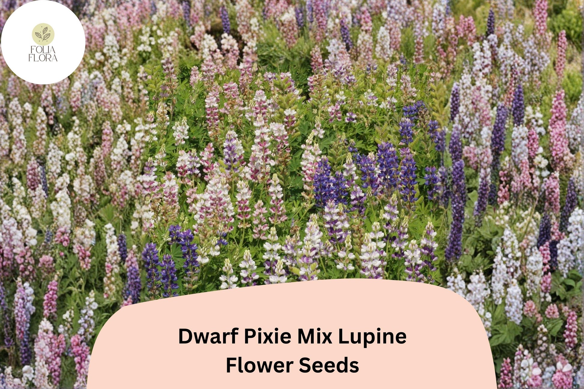 Dwarf Pixie Mix Lupine Seeds | Compact Annual Lupinus nanus with Colorful Blooms for Borders & Containers
