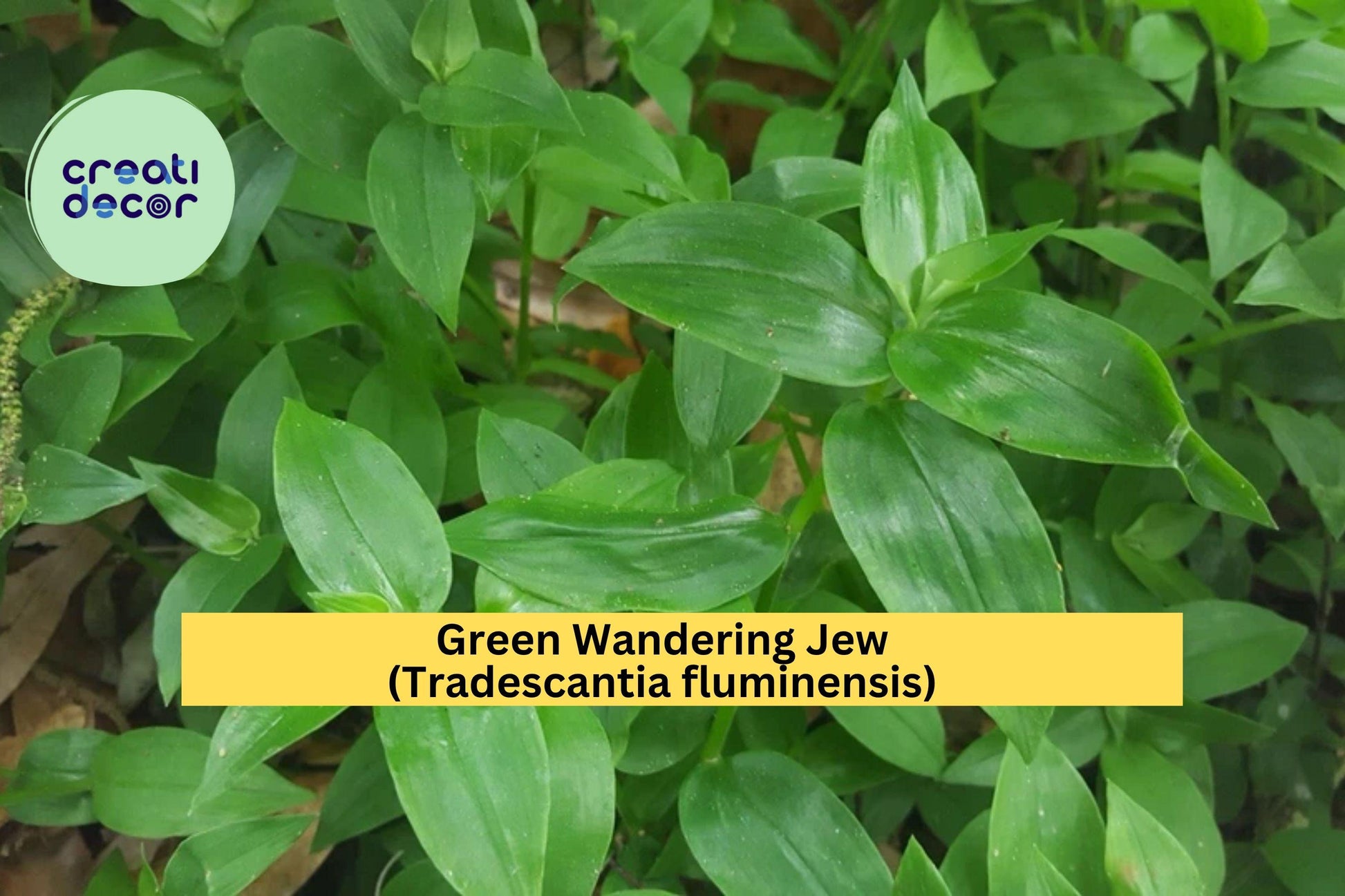 Live Rooted Green Wandering Jew Plant – Trailing Tradescantia fluminensis for Hanging Baskets & Terrariums