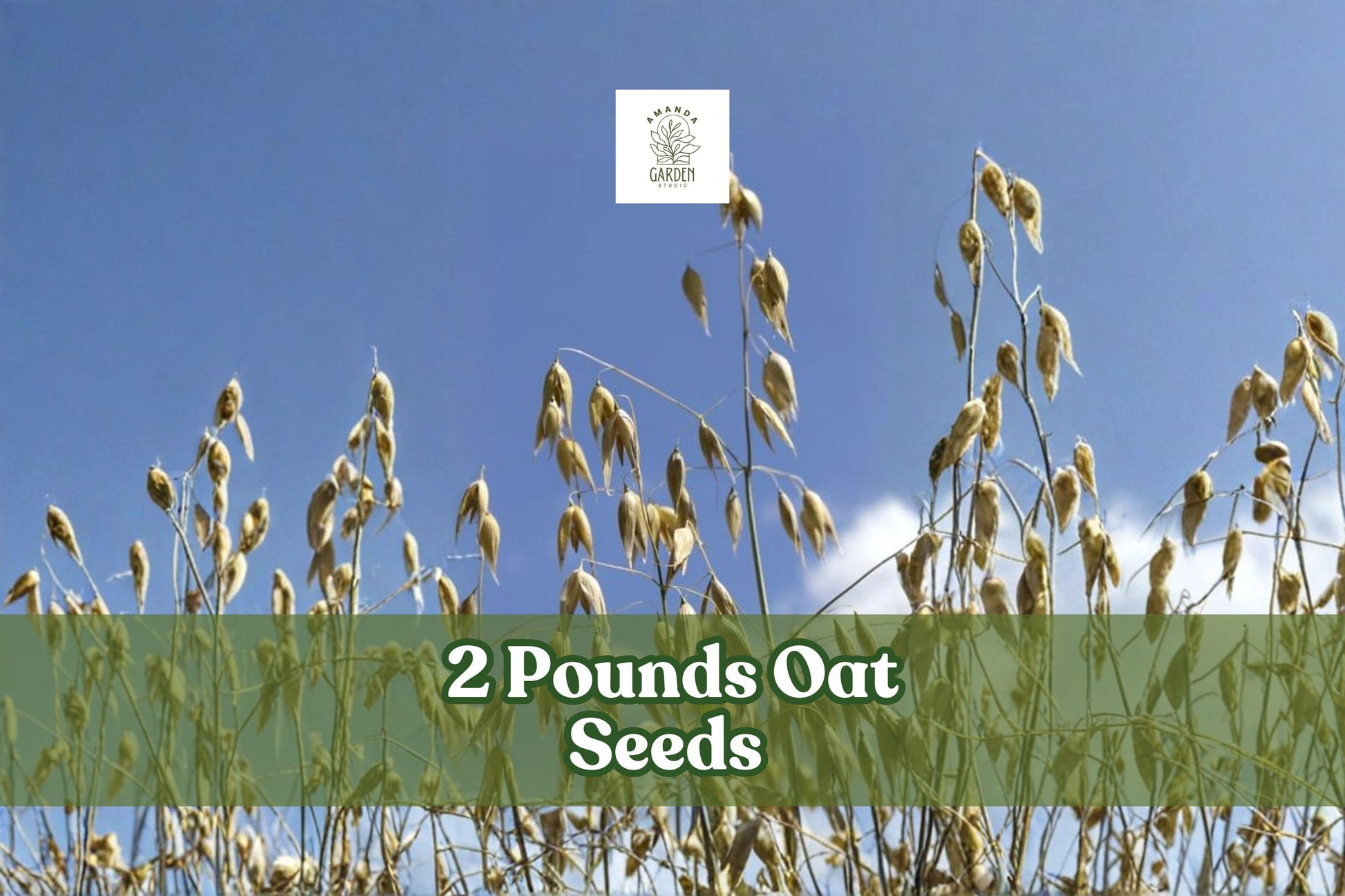 2 lbs Non-GMO Oat Seeds (Avena sativa) for Cover Crops, Grain, and Animal Feed