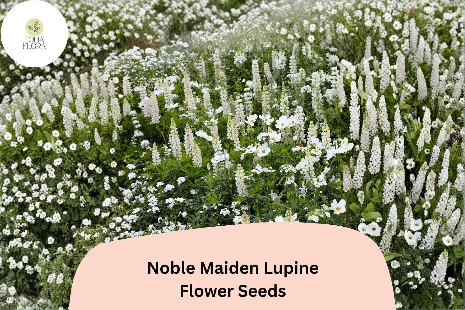 25+ Noble Maiden Lupine Seeds | White Lupinus for Garden Borders & Pollinator Attracting Plants