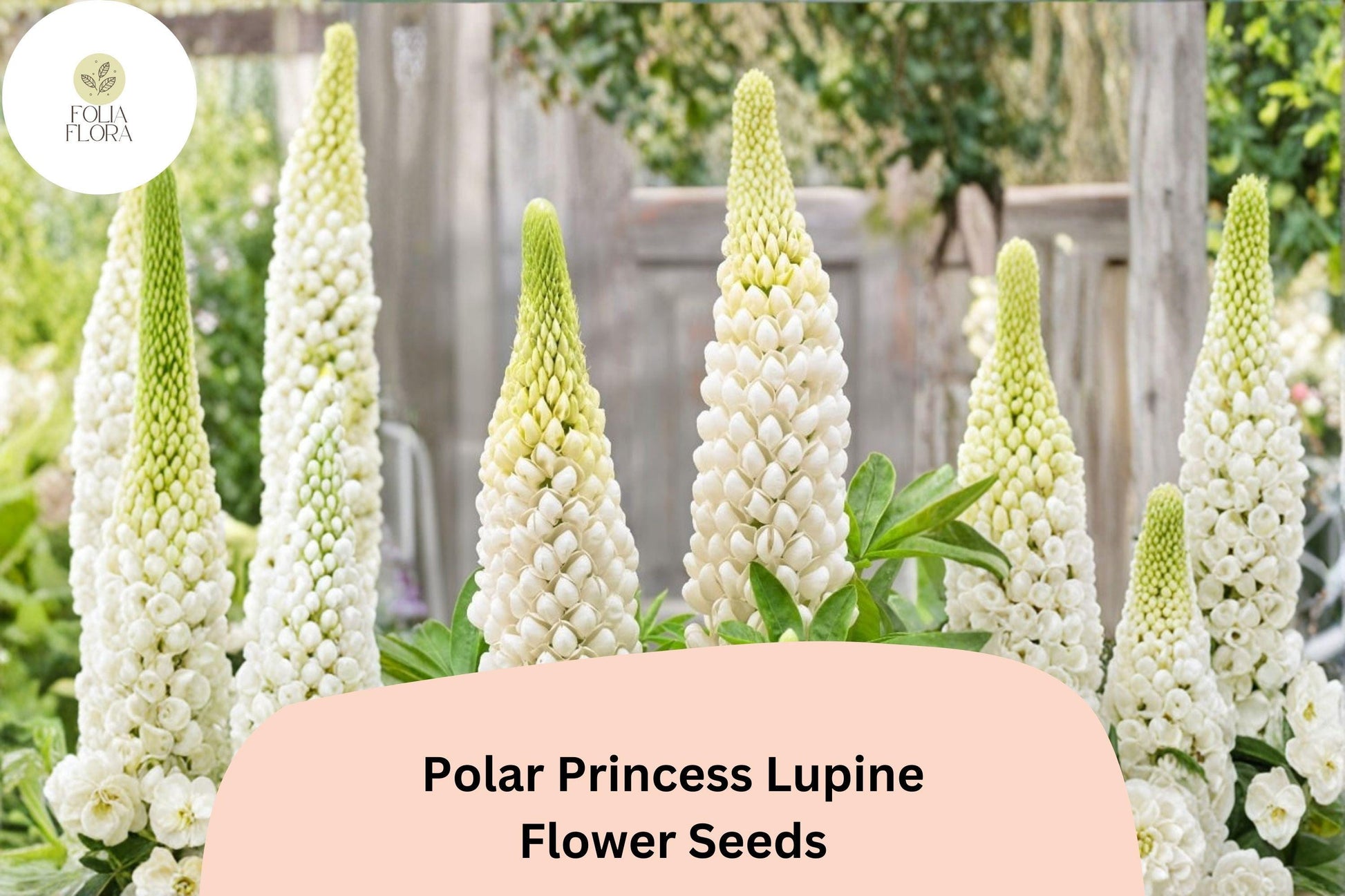 25+ Polar Princess White Lupine Seeds | Elegant Spring Bloom Spikes for Garden, Borders, Pollinator Attracting Lupinus spp.