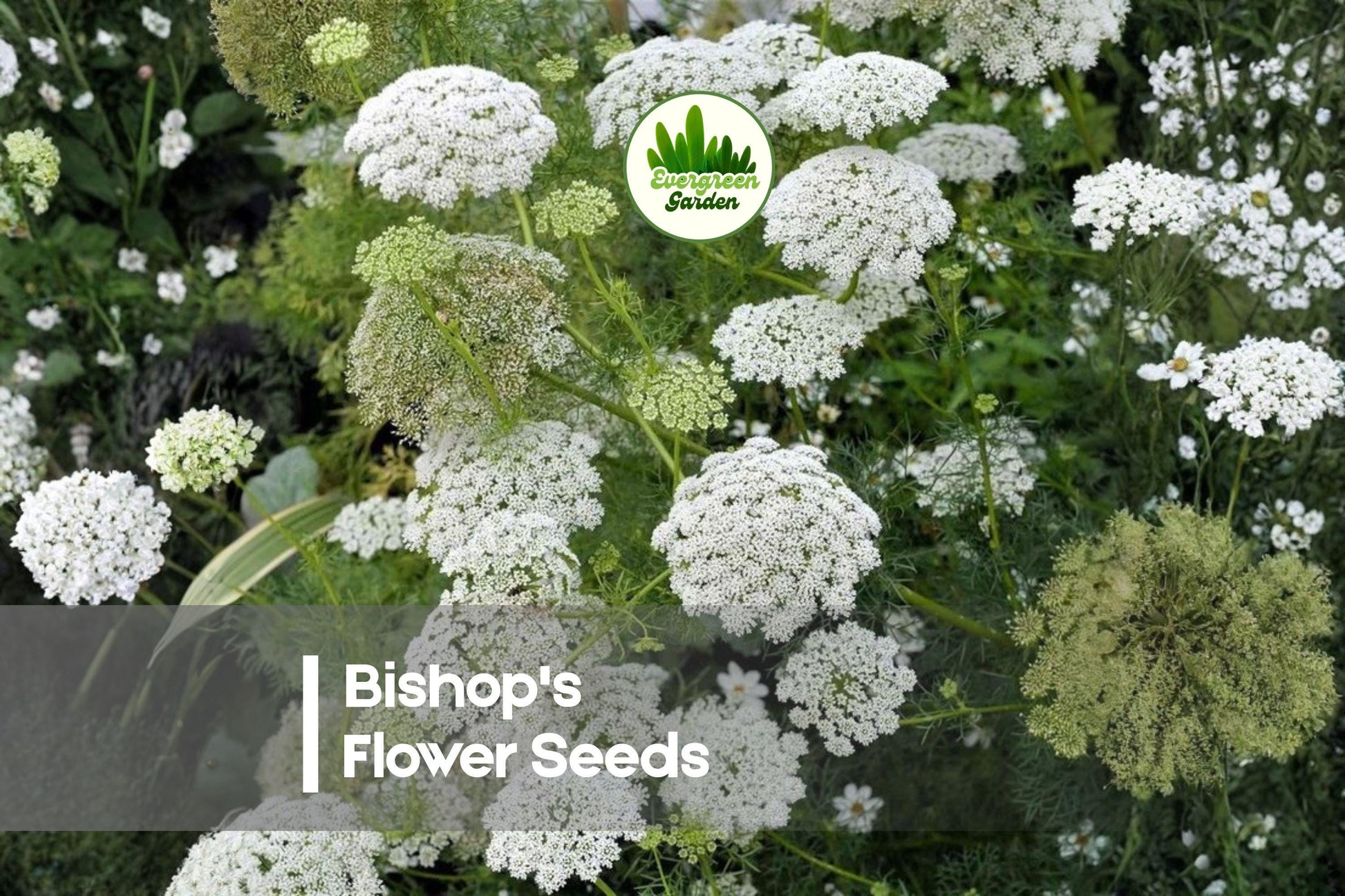 100 Bishop's Flower Seeds, Orlaya grandiflora, White Lace-like Blooms, Annual for Gardens, Borders, Cut Flowers