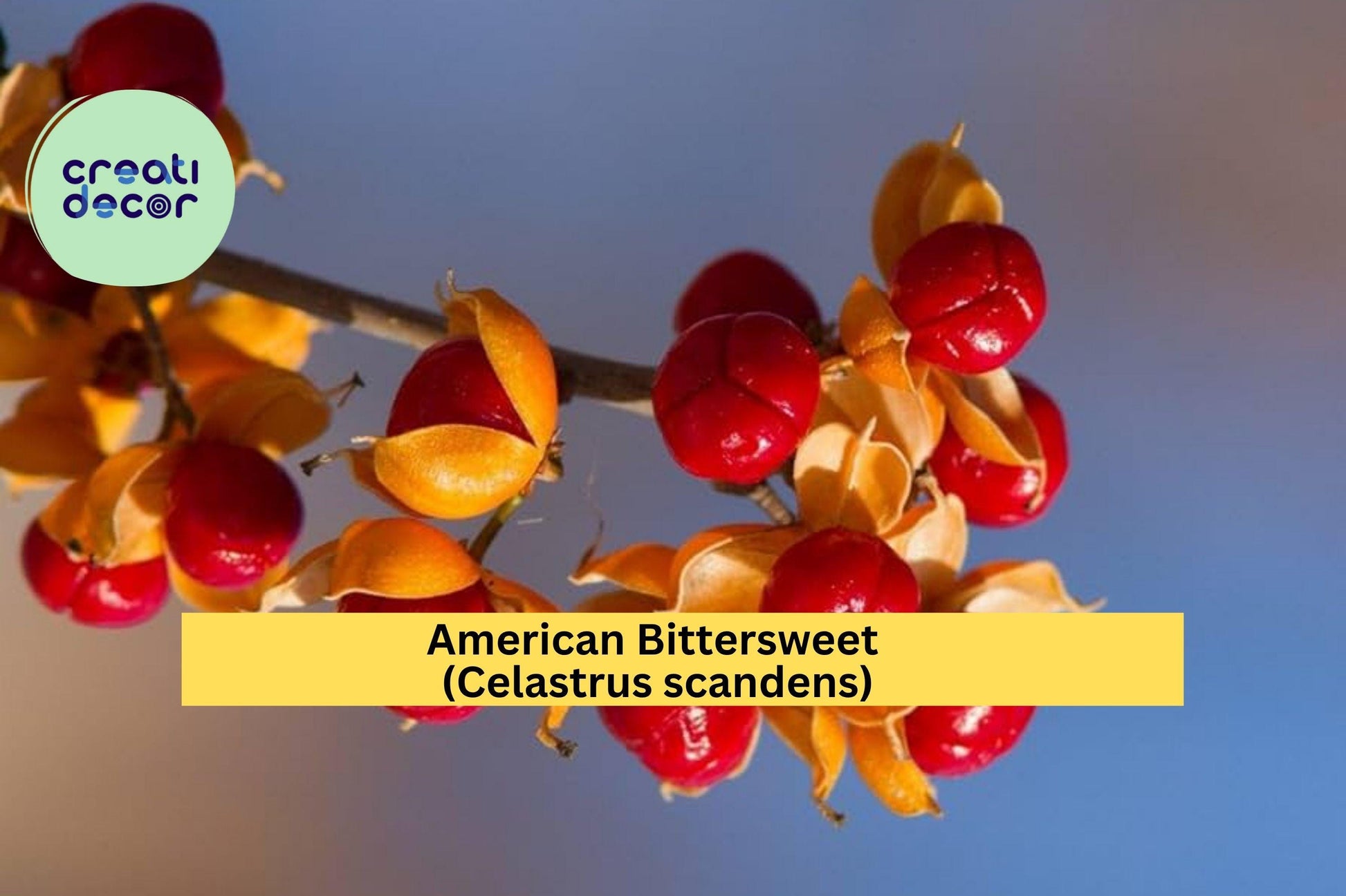 American Bittersweet Seeds – Native Climbing Vine with Bright Orange Berries, Celastrus scandens, 30 Seeds for Wildlife Gardens