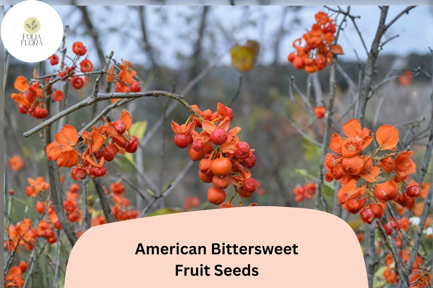 American Bittersweet Seeds – Native Climbing Vine with Orange-Red Berries, Celastrus scandens, 30 Seeds