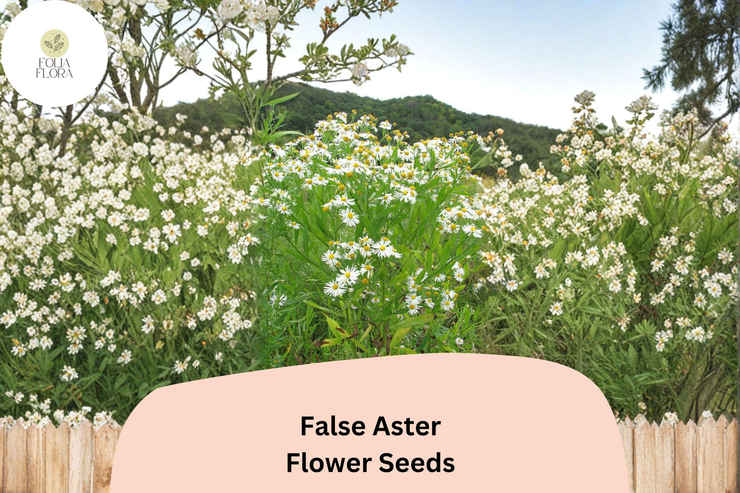 500 False Aster Seeds Boltonia asteroides Native White Wildflower for Pollinator Gardens & Meadows