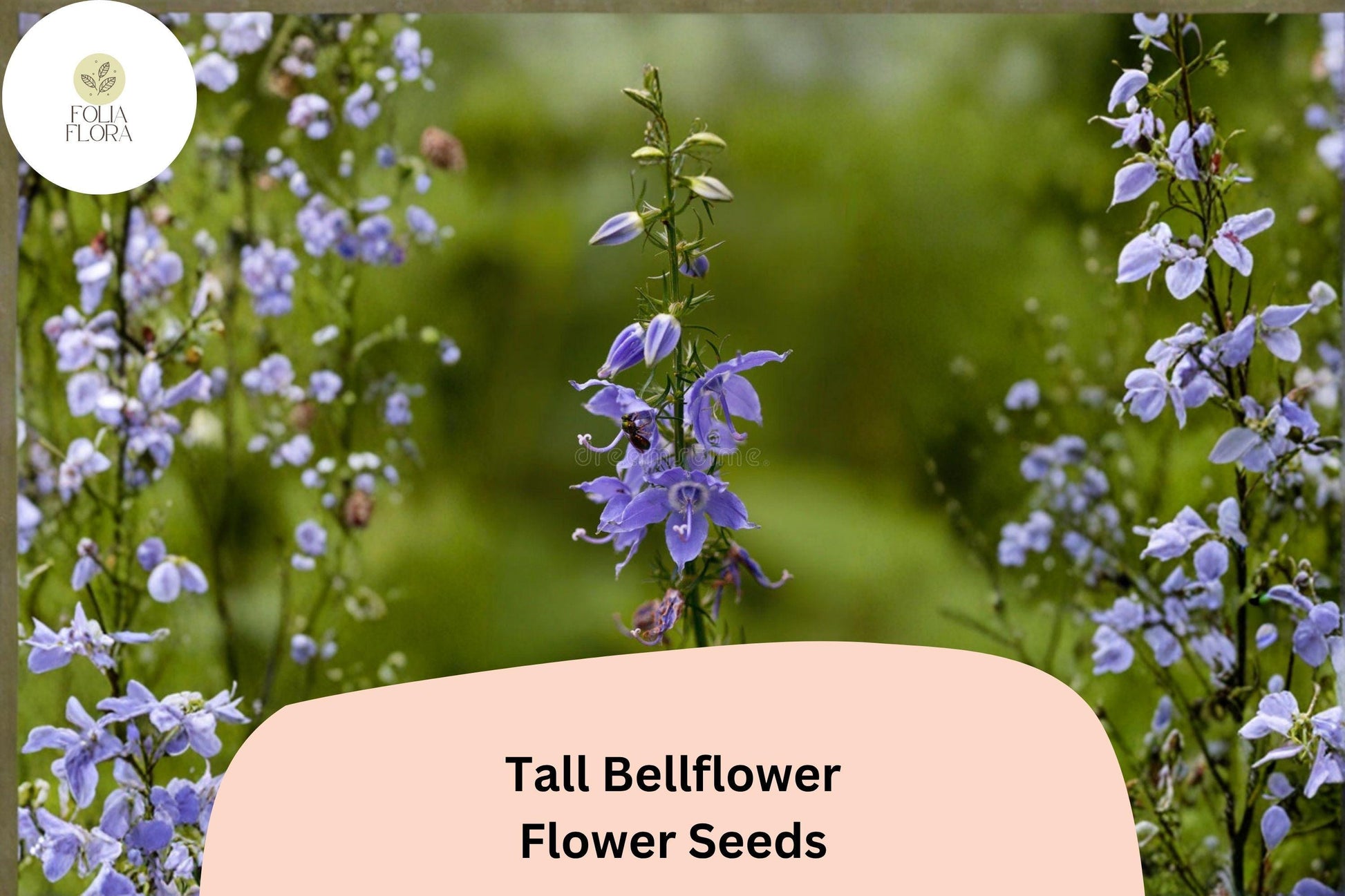 500 Tall Bellflower Seeds | Campanulastrum americanum | Native Blue Wildflower for Shade & Pollinators