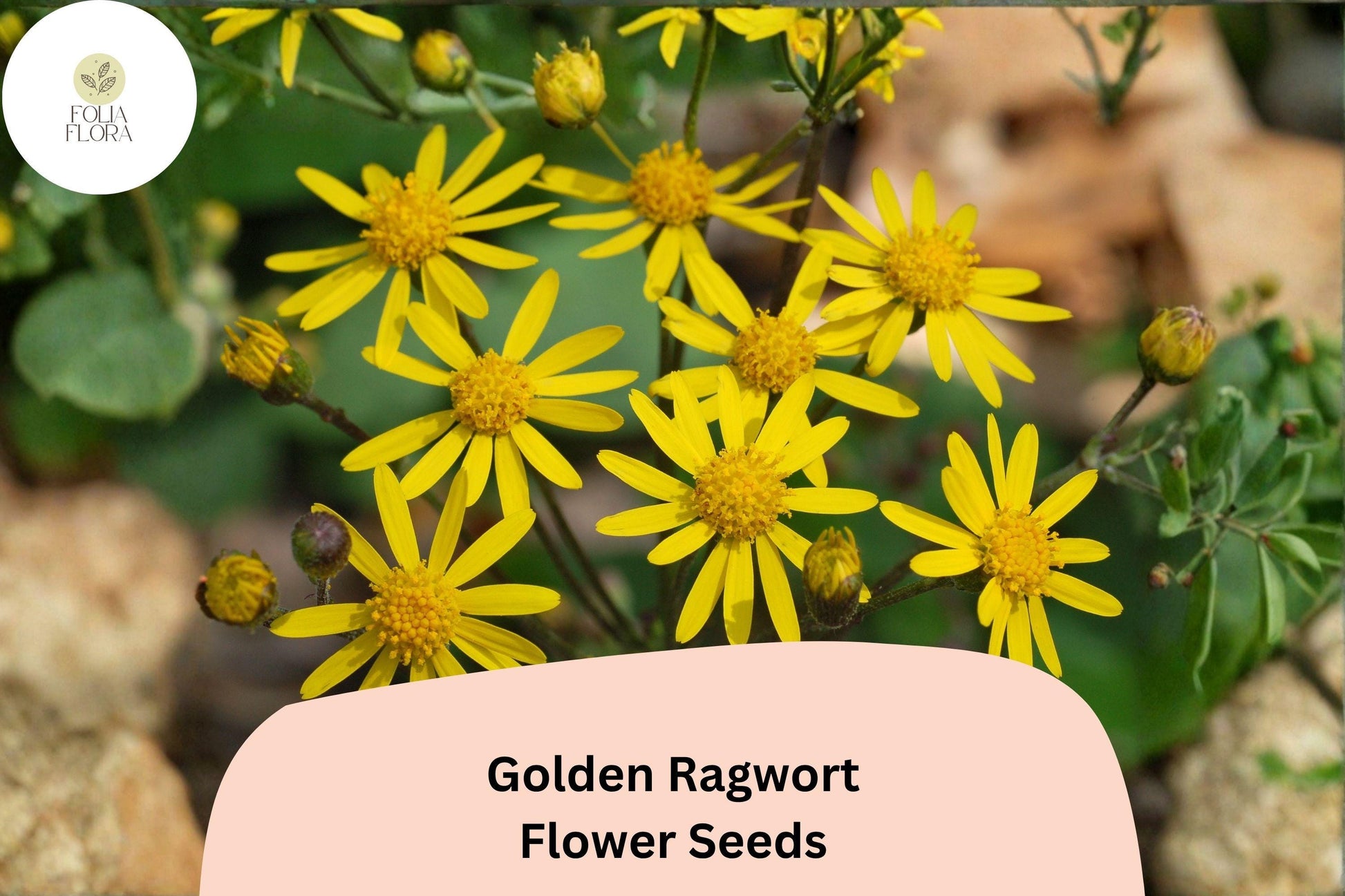 100 Golden Ragwort Seeds Packera aurea Native Yellow Wildflower Perennial for Shade Pollinator Gardens