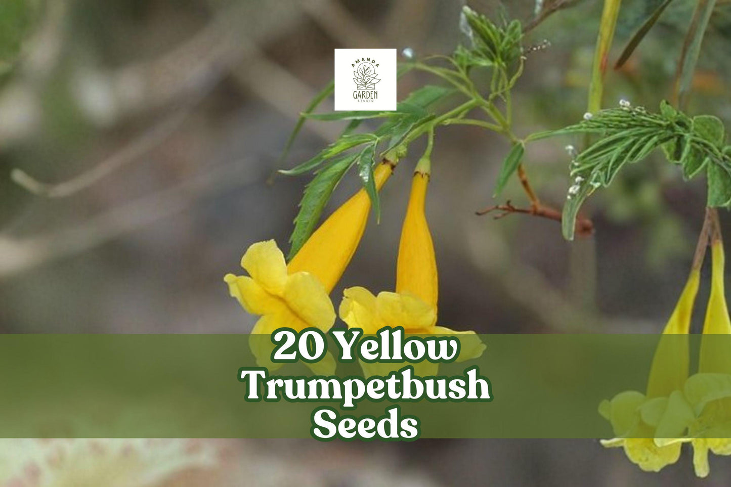 20 Yellow Trumpetbush Seeds | Tecoma stans Bright Yellow Flowering Shrub for Gardens & Landscaping