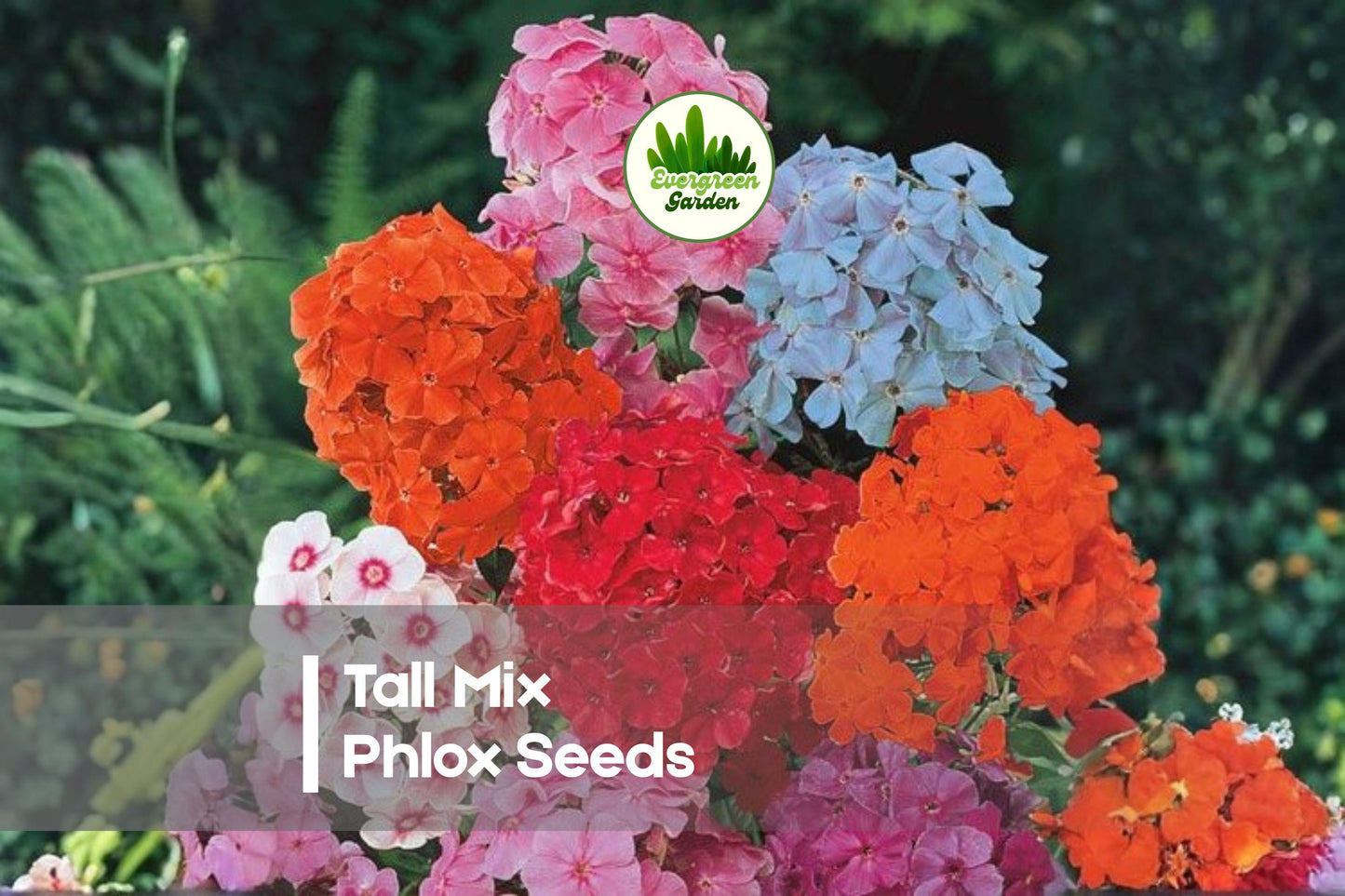 Tall Mix Phlox Seeds – Perennial Flower Seeds for Borders, Cut Flowers, and Pollinator Gardens, Phlox paniculata