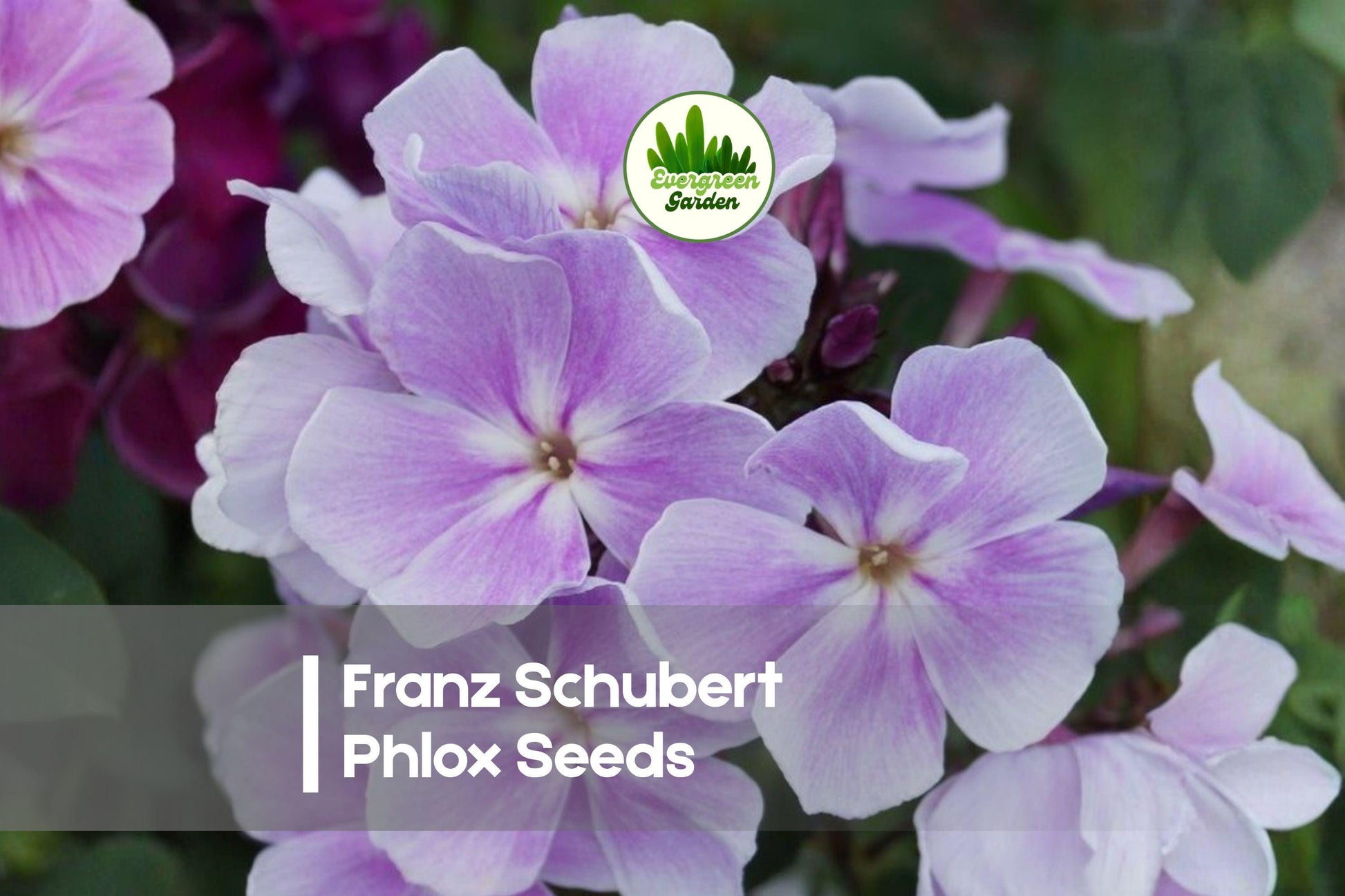 100+ Franz Schubert Phlox Seeds | Perennial Lavender-Pink Blooms | Phlox paniculata for Borders & Cottage Gardens