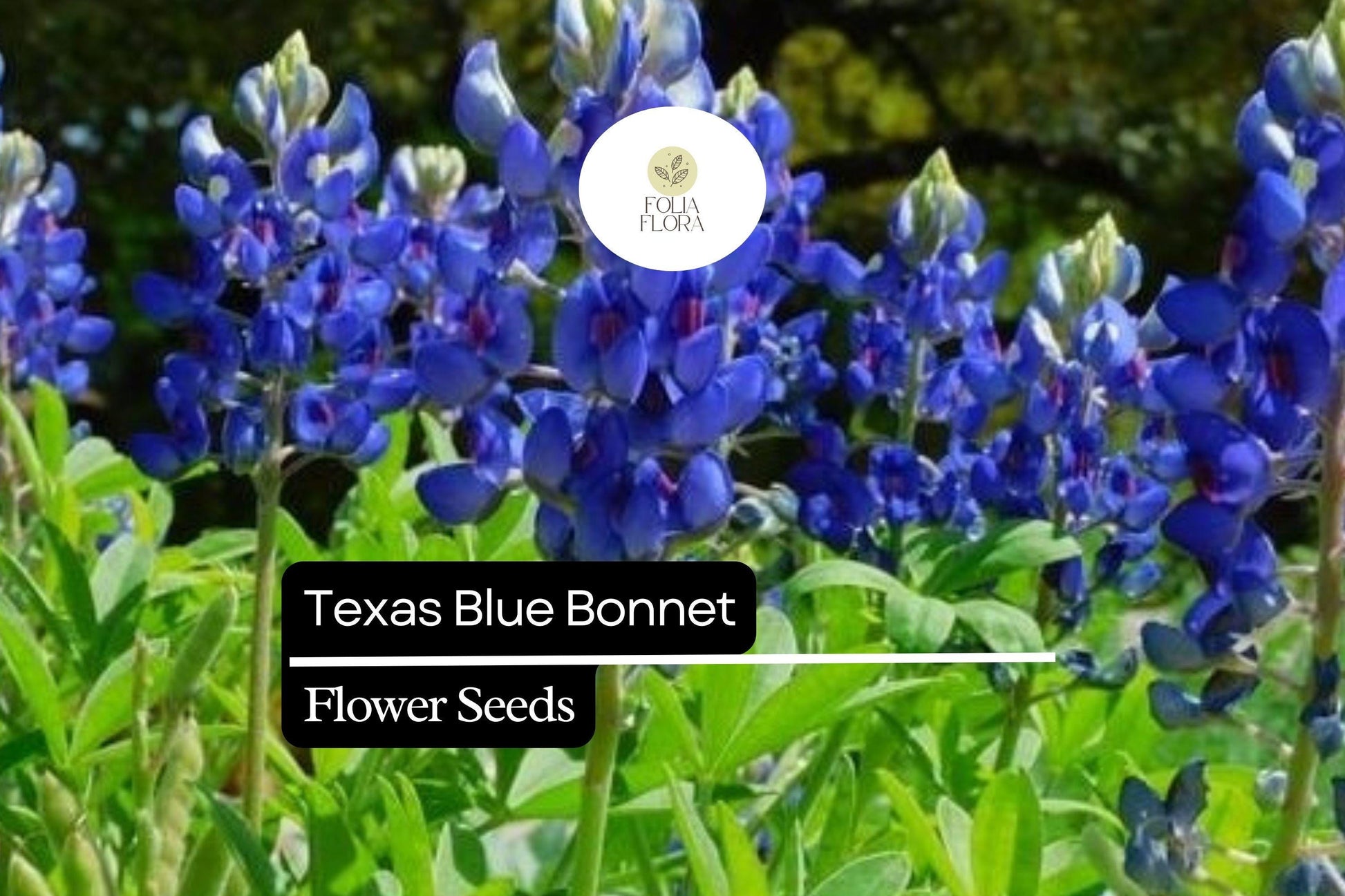 25+ Texas Bluebonnet Lupine Seeds | Lupinus texensis | Blue Wildflower Seeds for Garden, Meadow & Border Planting