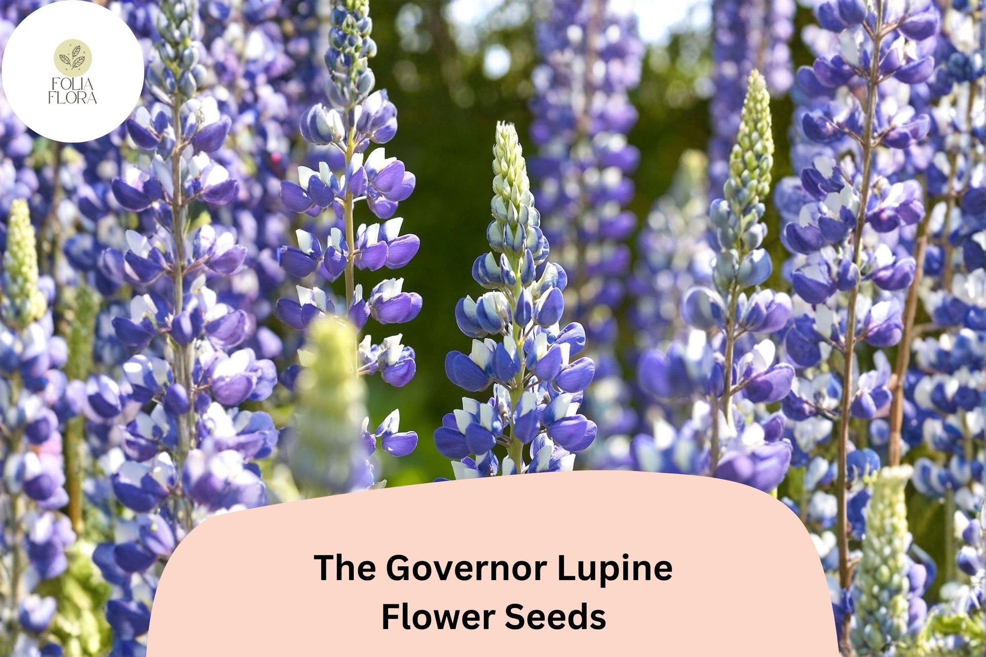25+ The Governor Lupine Seeds | Lupinus spp. | Deep Blue & White Flower Spikes for Garden Borders & Pollinator Attracting