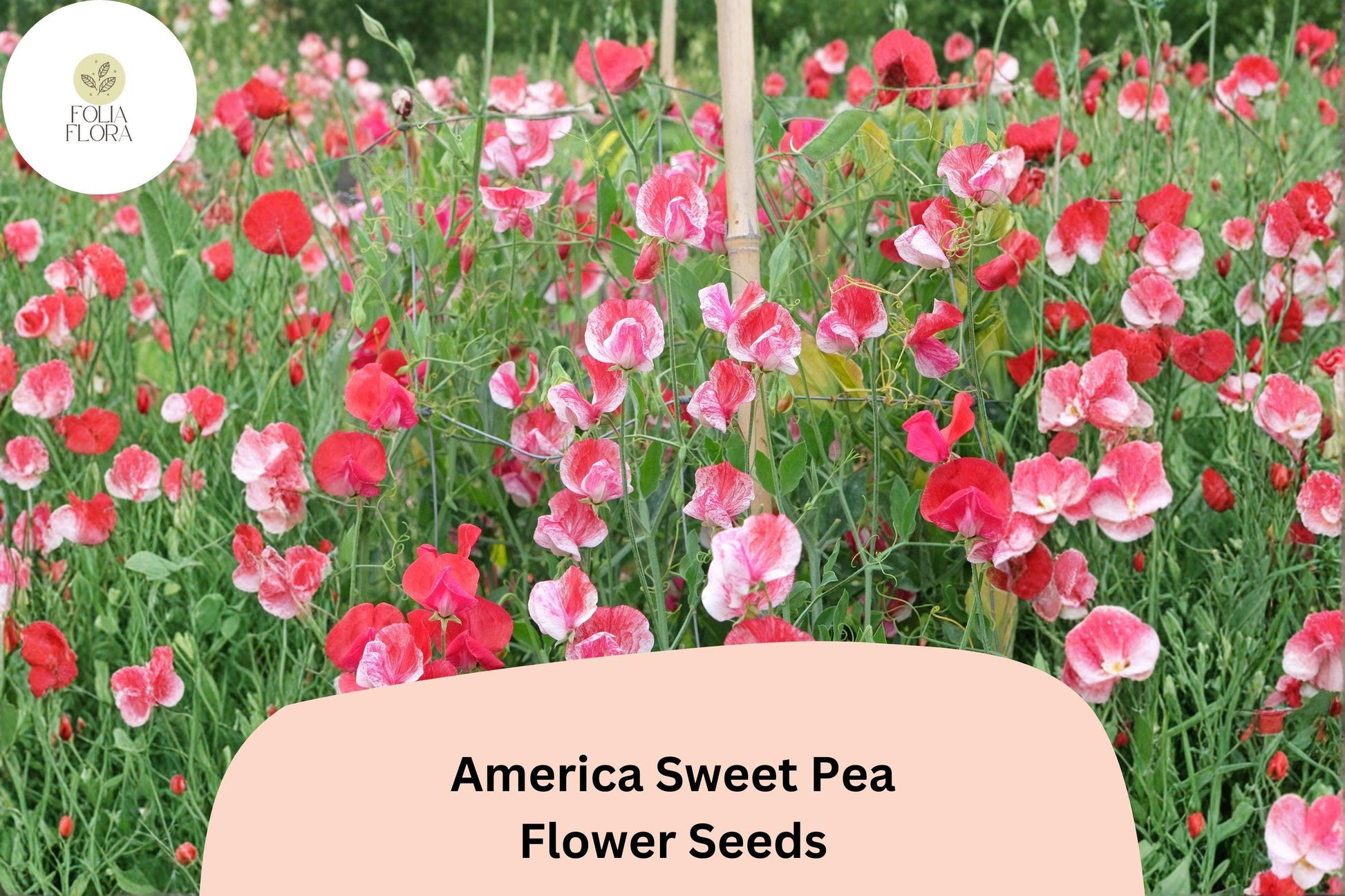 America Sweet Pea Seeds 50+ | Bicolor Red & White Flowers | Lathyrus odoratus | Garden Climbing Vine