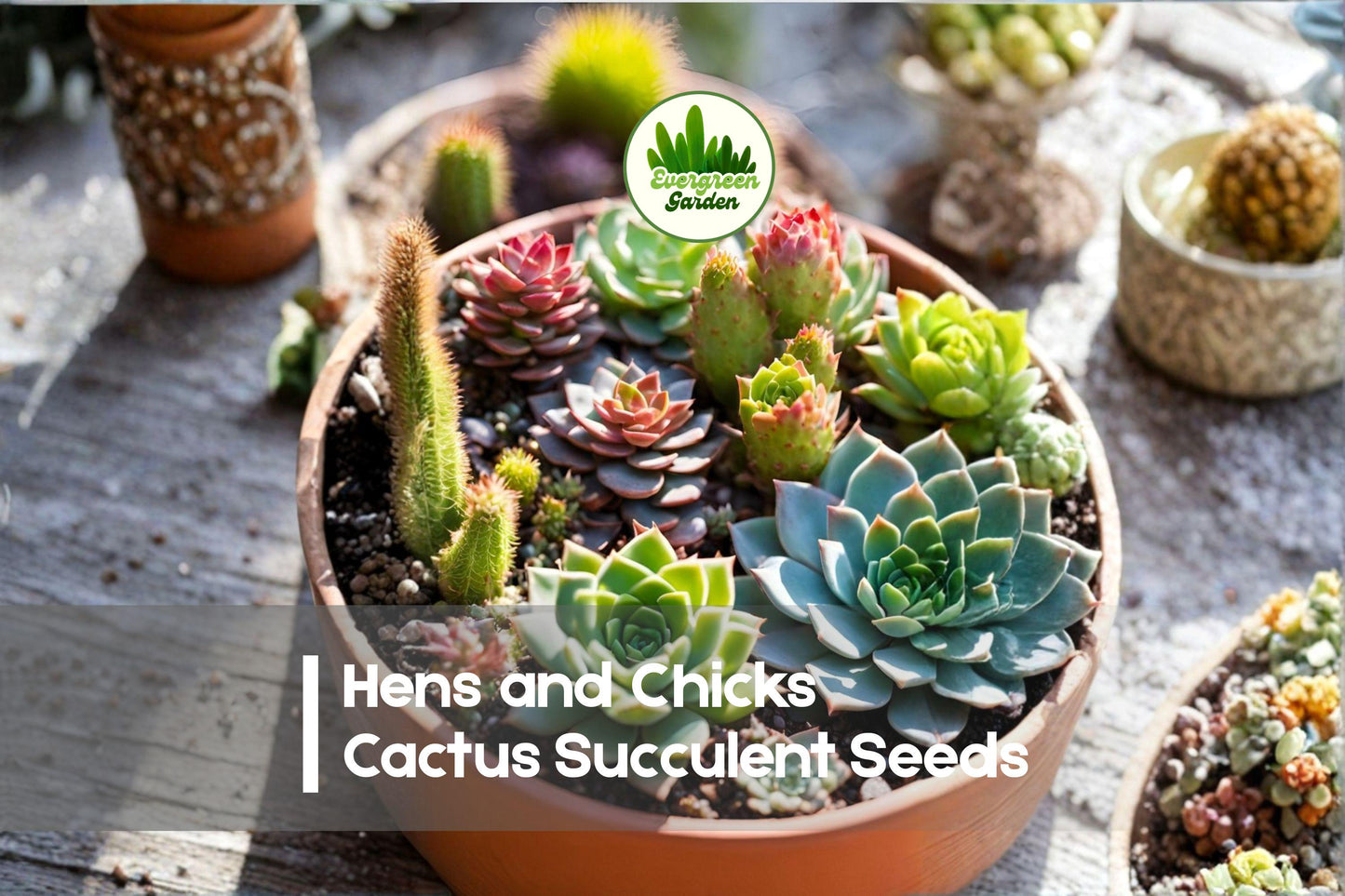 30 Hens and Chicks Succulent Seeds - Rosette-Forming Sempervivum Varieties for Indoor, Rock Gardens & Drought Tolerant Planting