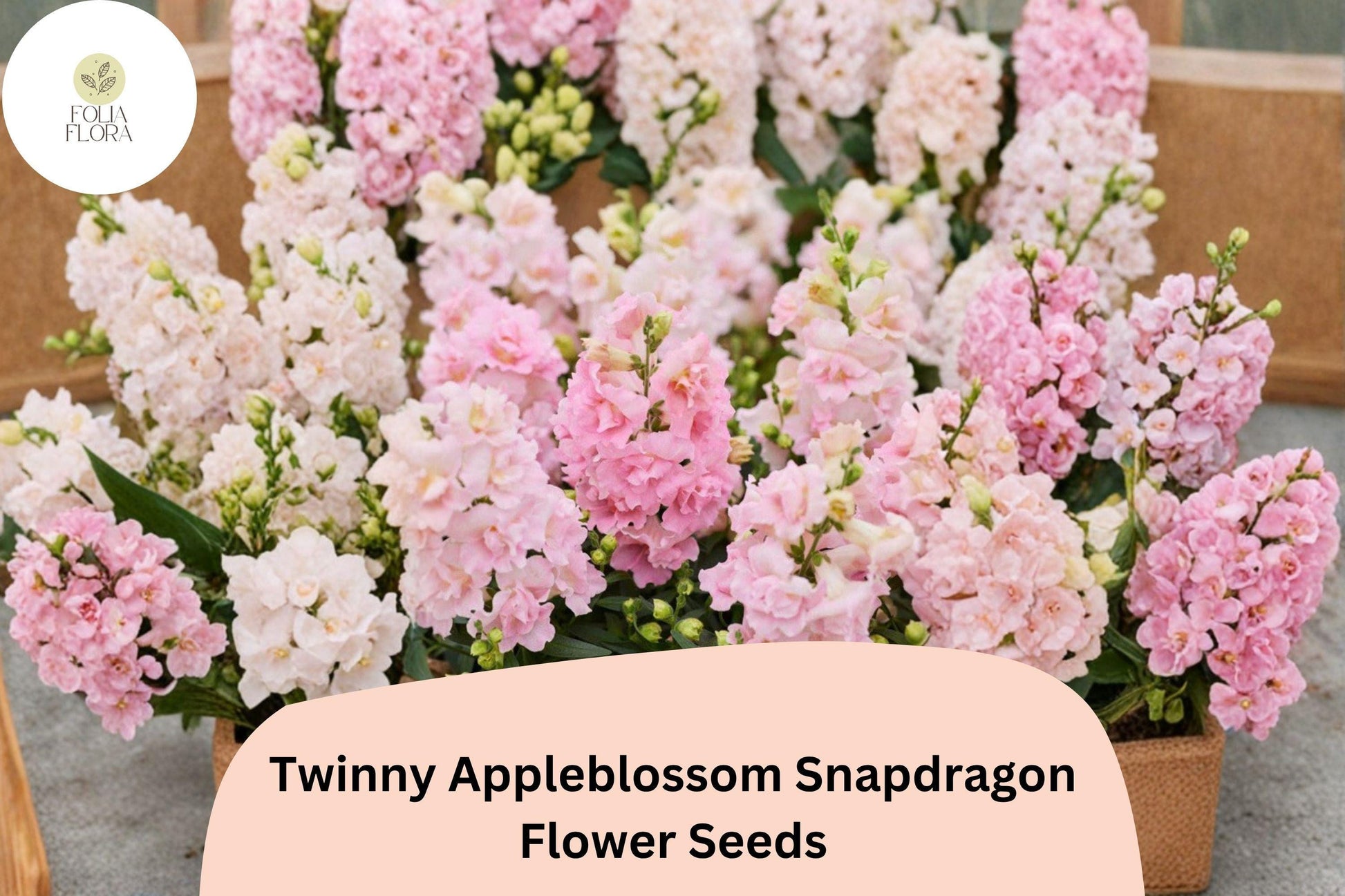 1000+ Twinny Appleblossom Snapdragon Seeds | Antirrhinum majus | Pink & Cream Double Blooms for Borders & Containers